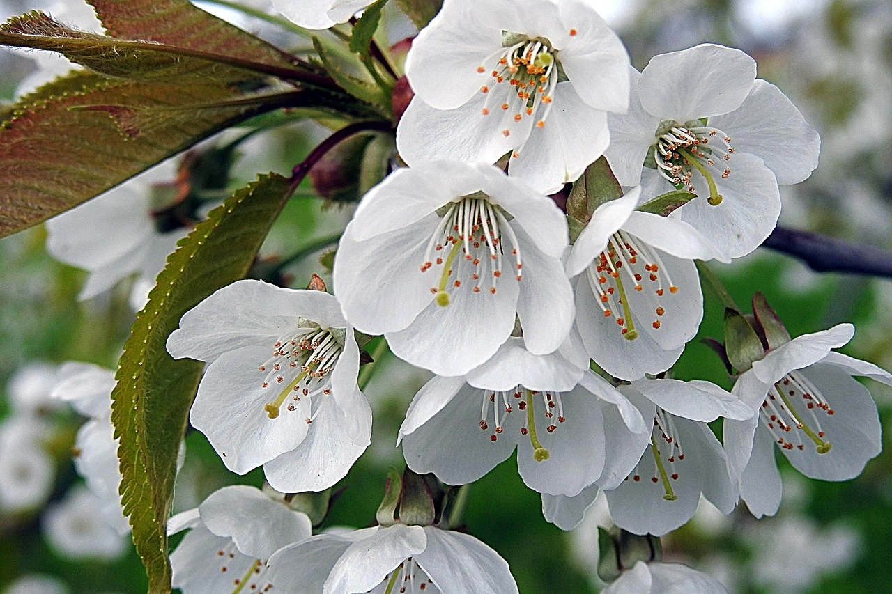 cherry blossom tree blossoms flowers free photo