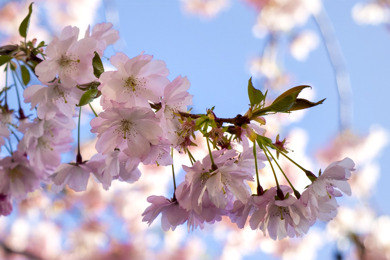 tree blossoms cherry blossoms spring free photo