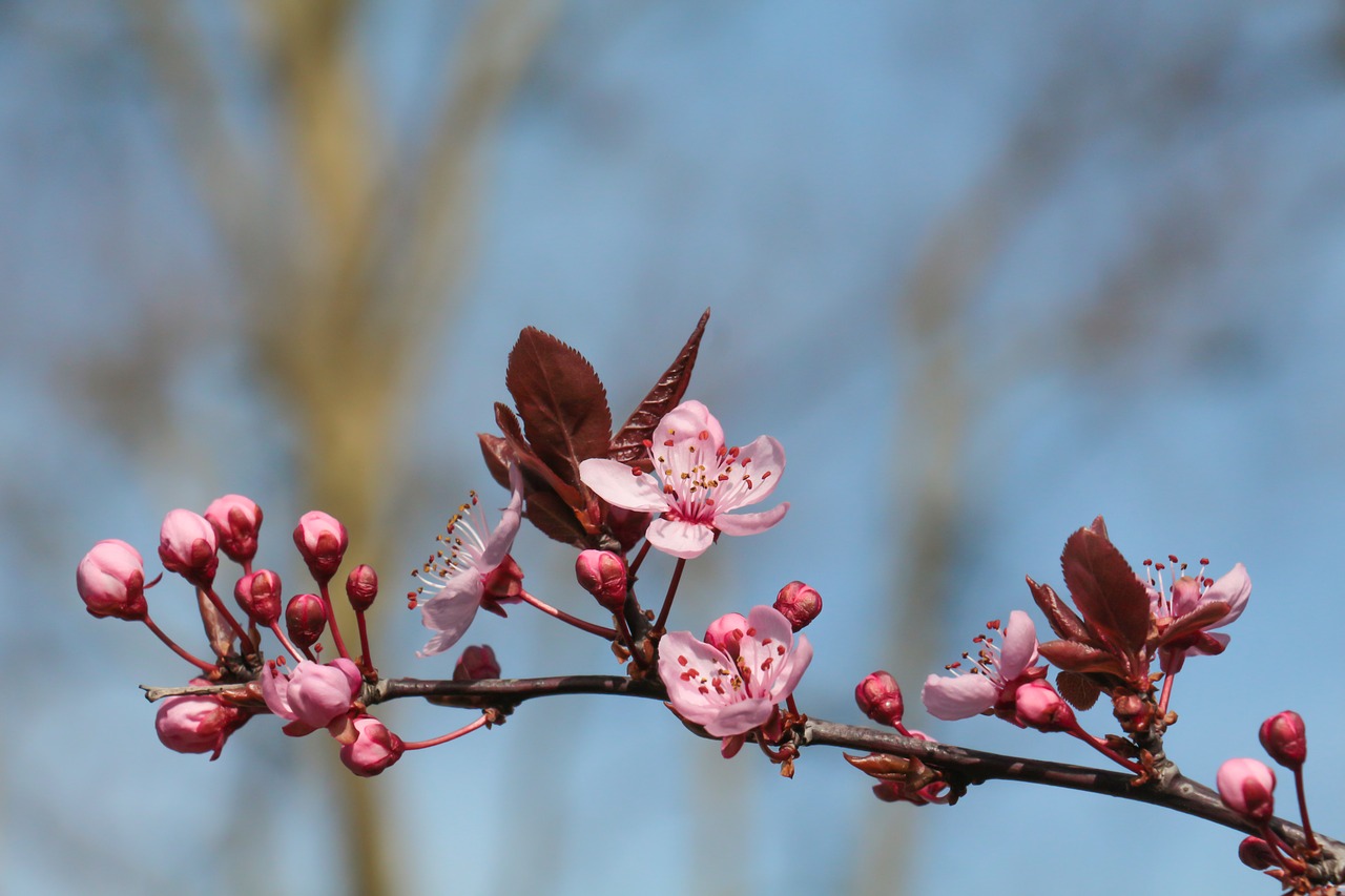 tree blossoms pink macro free photo