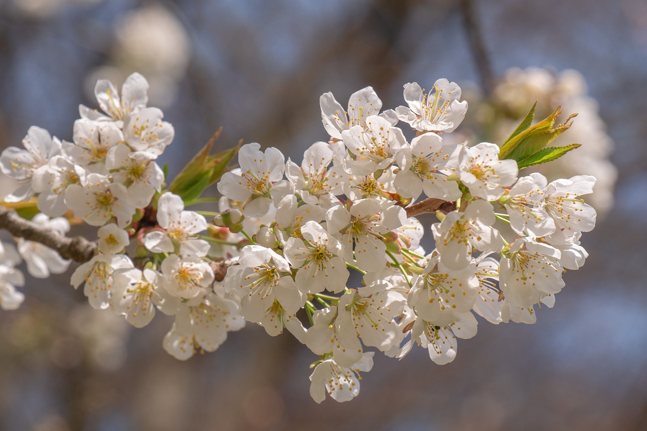 tree blossoms  white flowers  signs of spring free photo