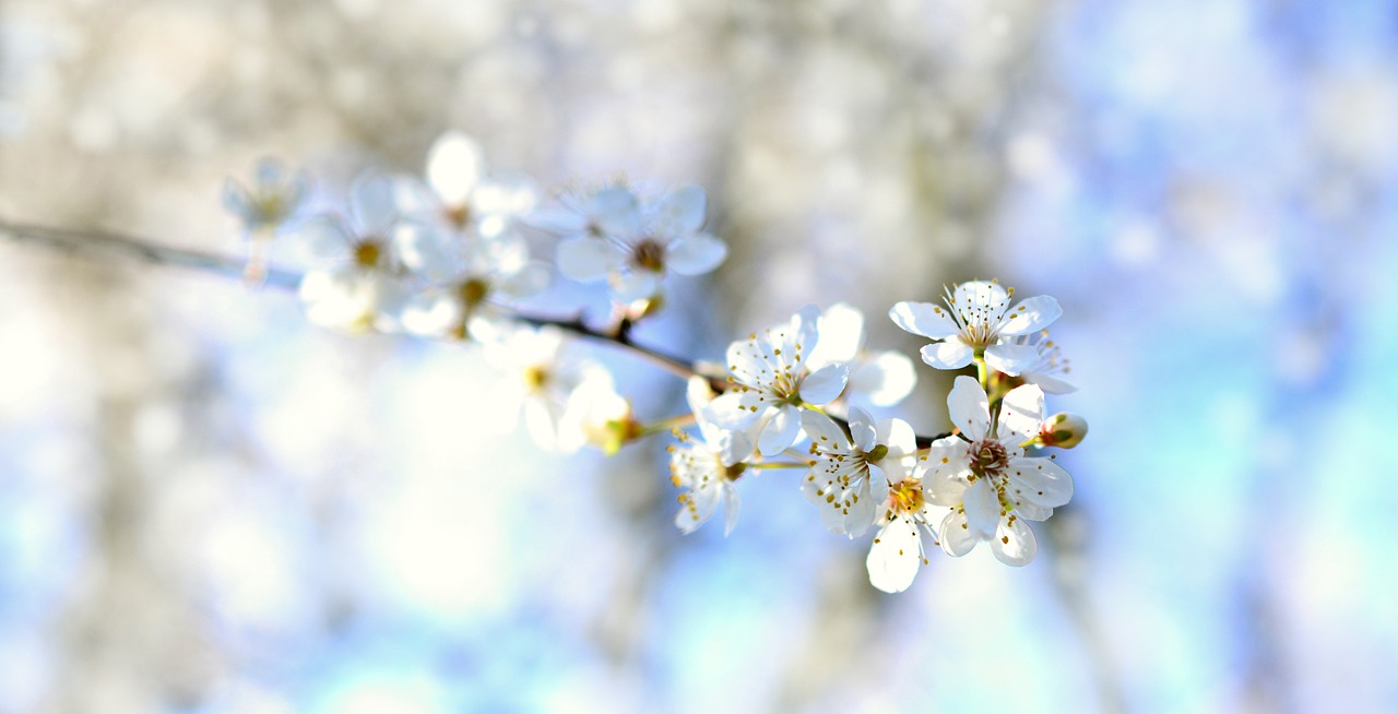 tree blossoms  white flowers  spring free photo