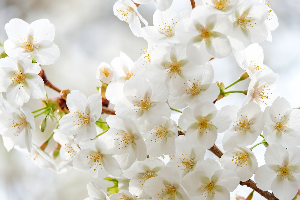 tree blossoms  white  nature free photo