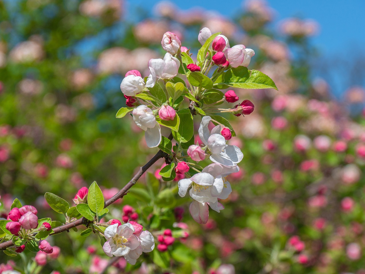 tree blossoms  apple blossom  branch free photo