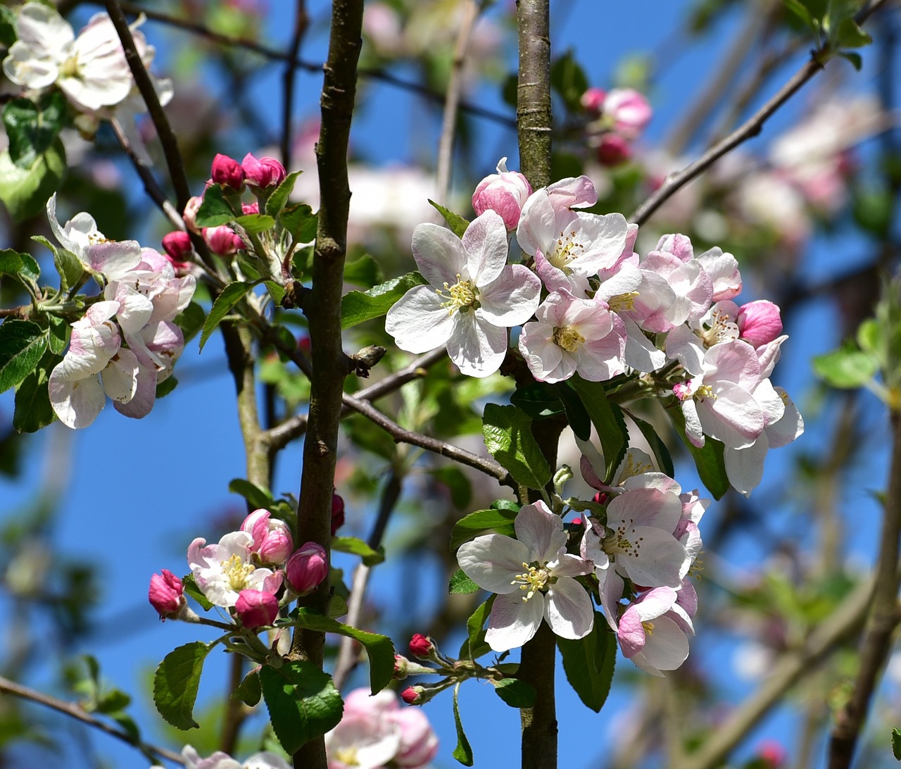tree blossoms sky spring free photo