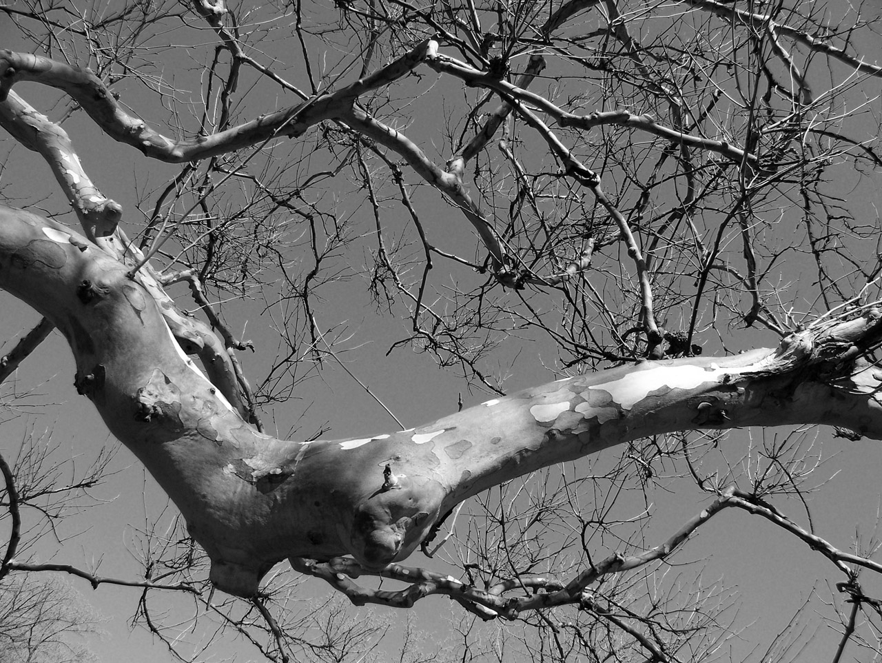 tree branch gnarled free photo