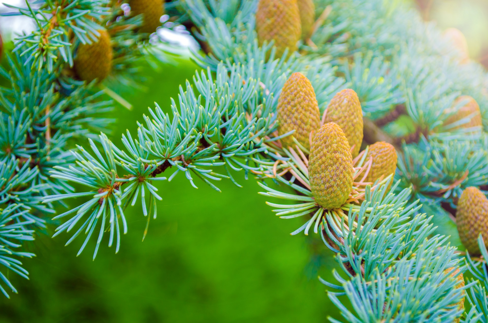 branch pine tree free photo