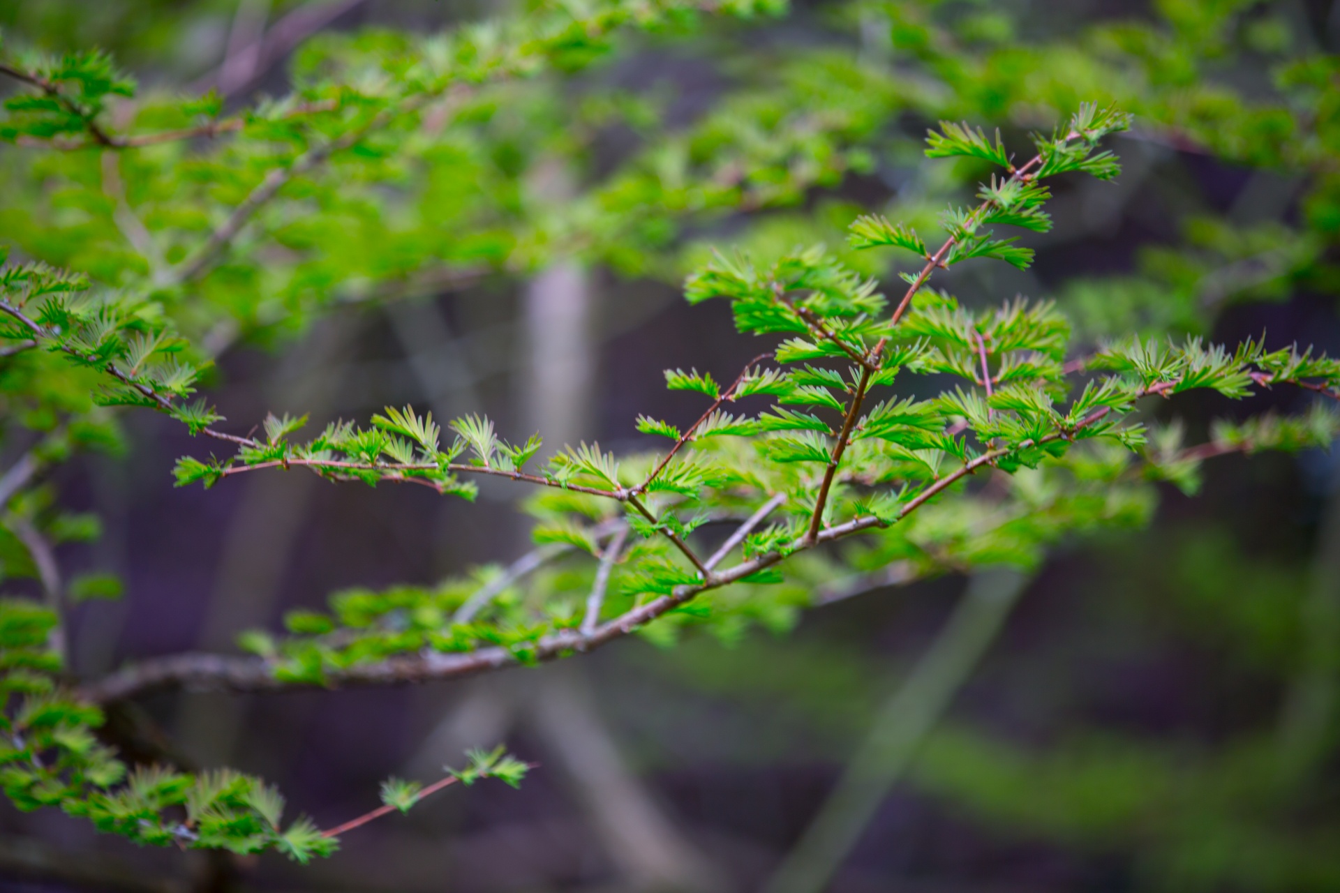 tree trees branch free photo