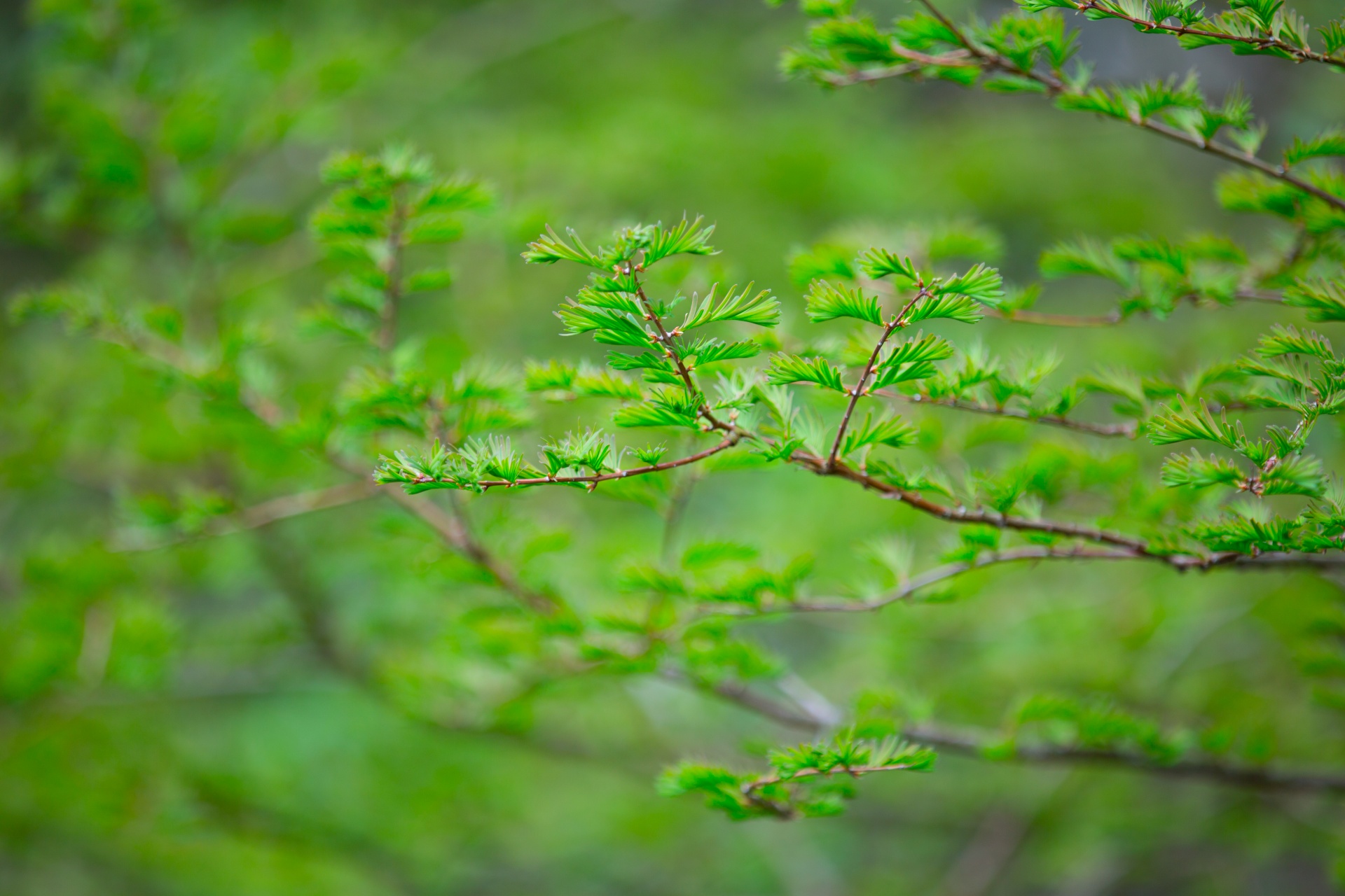 tree trees branch free photo