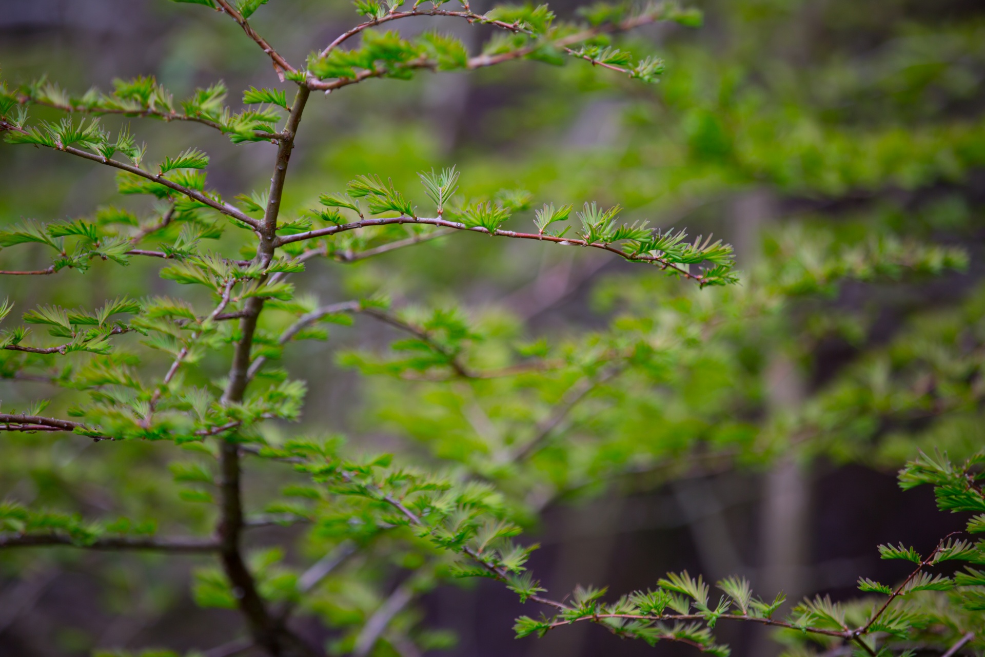 tree trees branch free photo