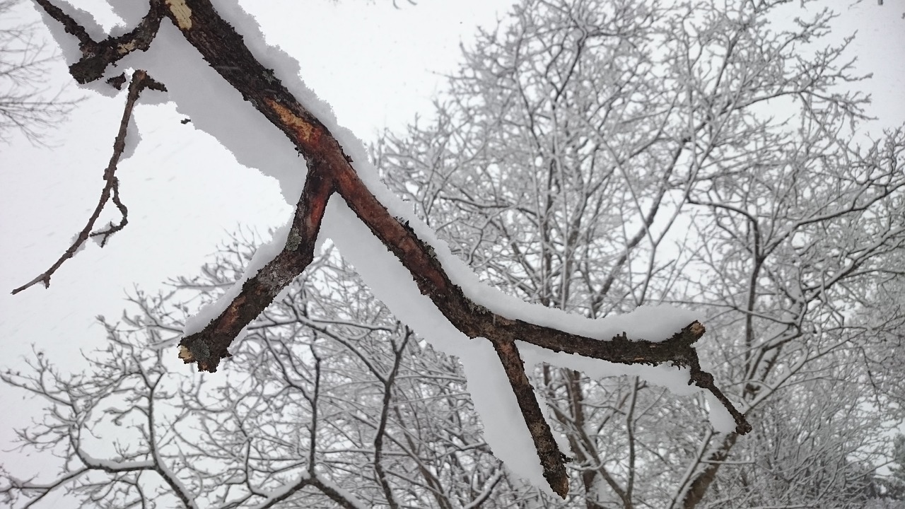 tree branch tree winter free photo