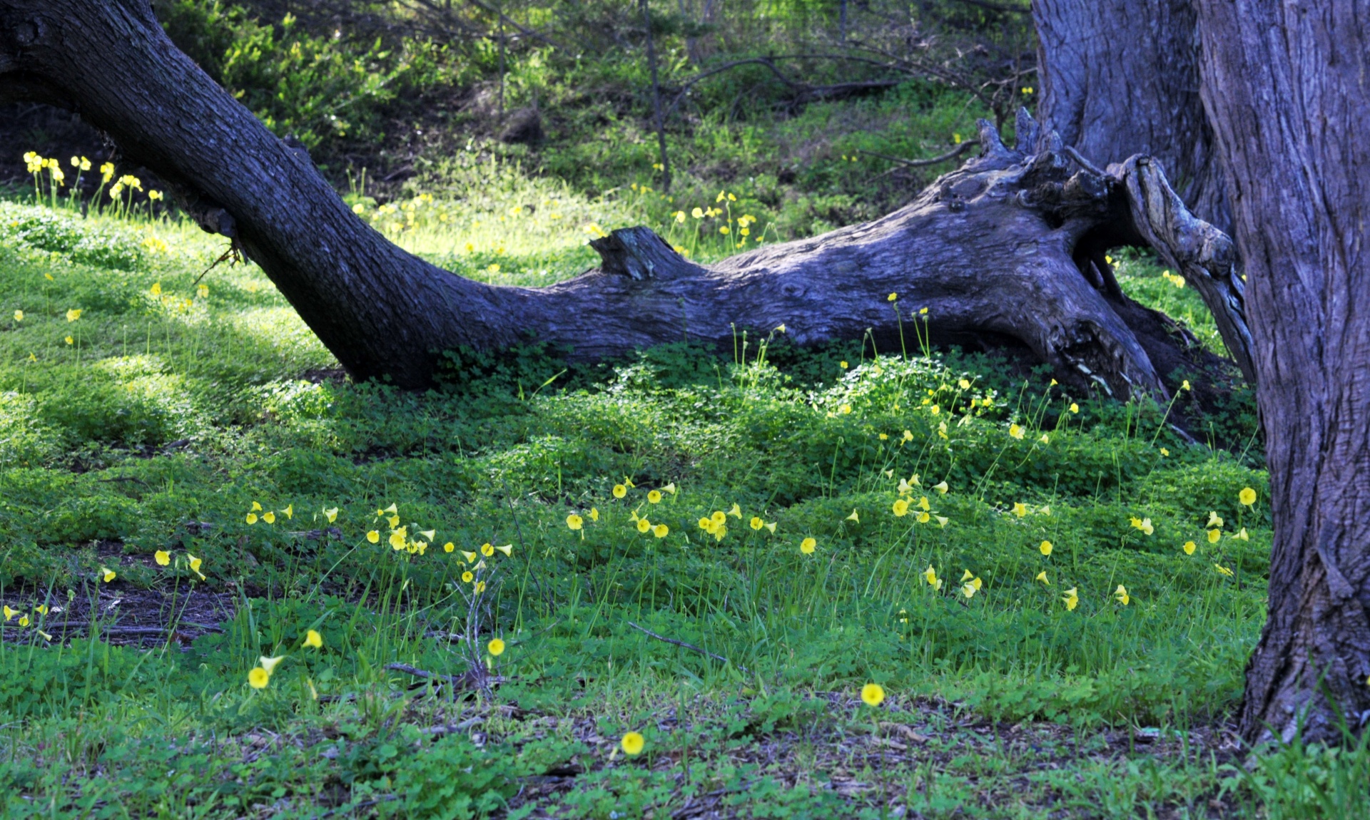 tree branch grass free photo