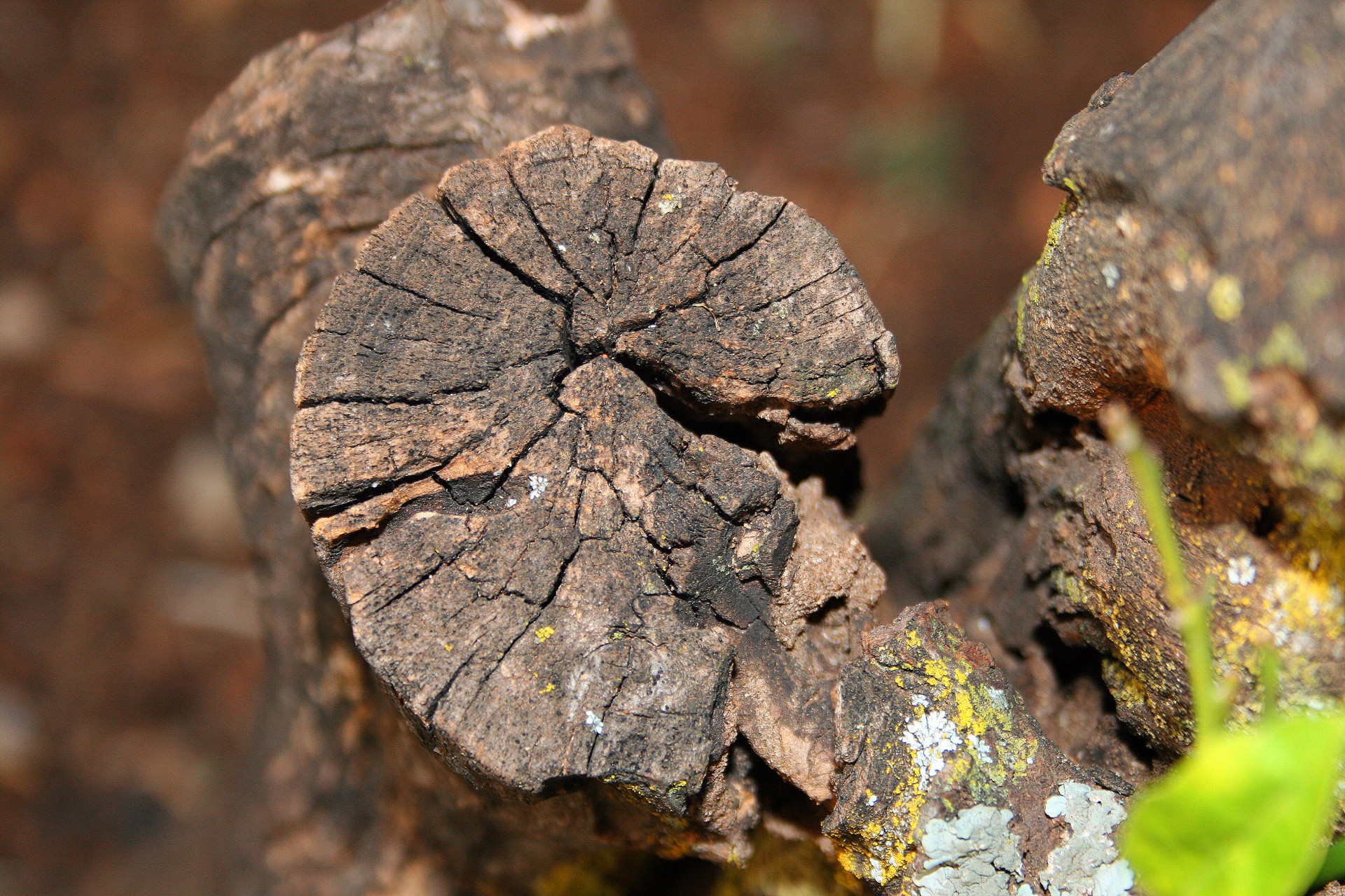 tree branch cut free photo