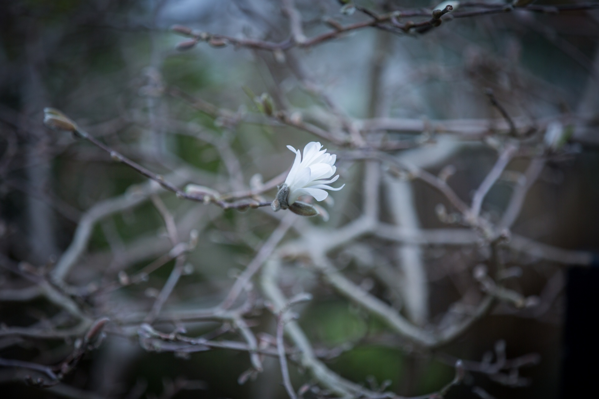 tree branch branches free photo