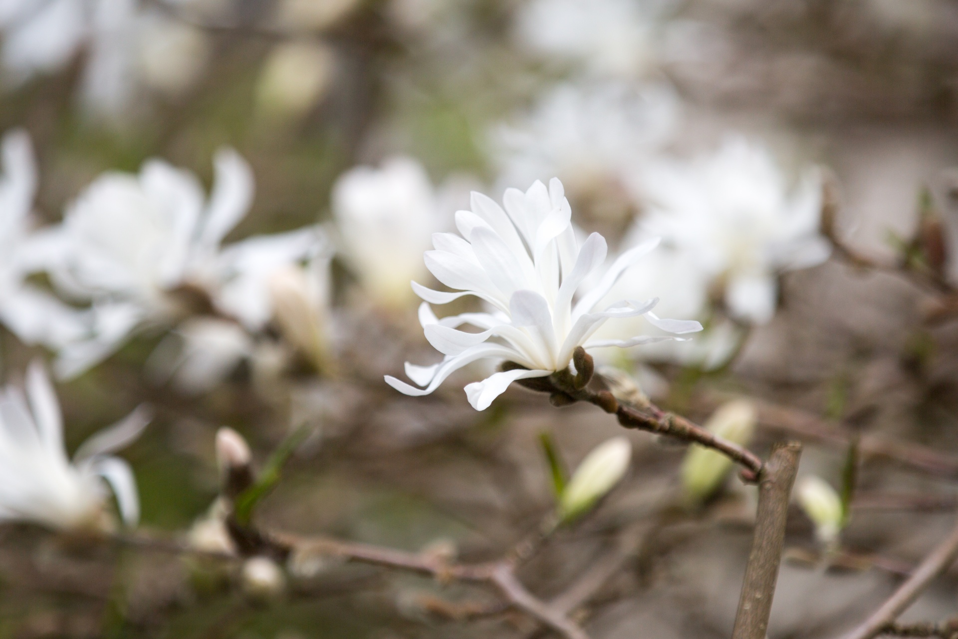 tree branch branches free photo