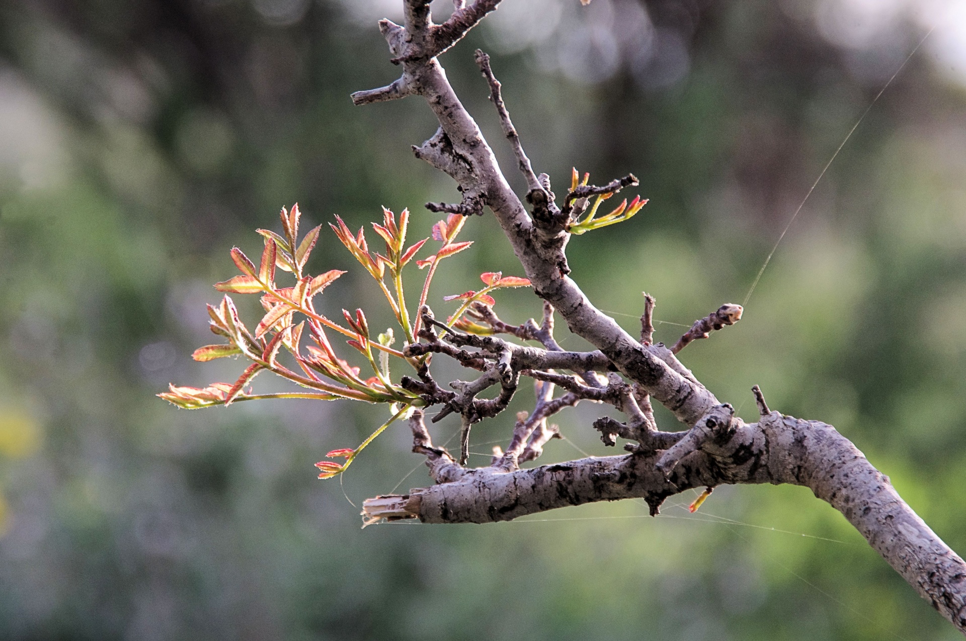 tree branch new free photo