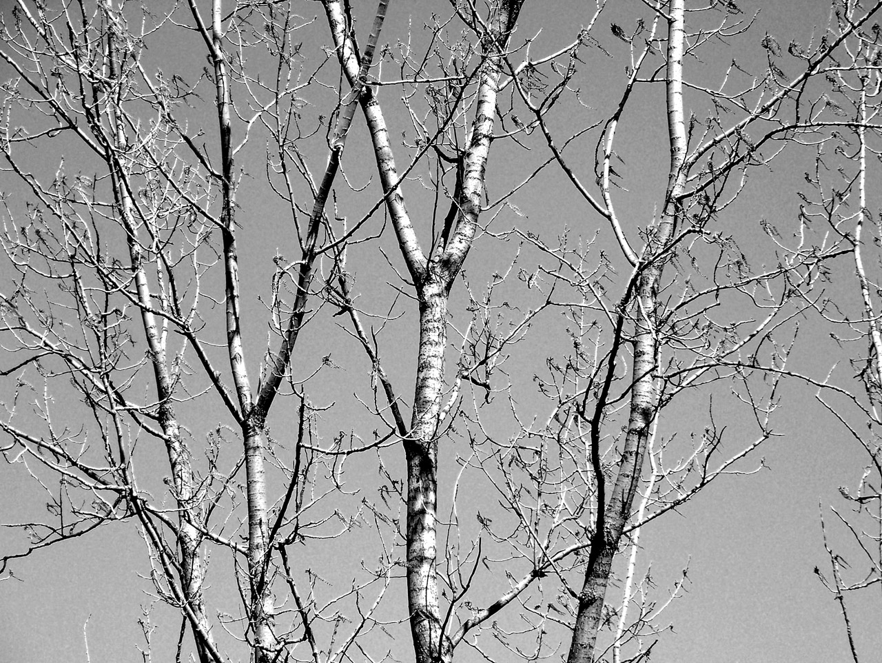 tree branches limbs free photo