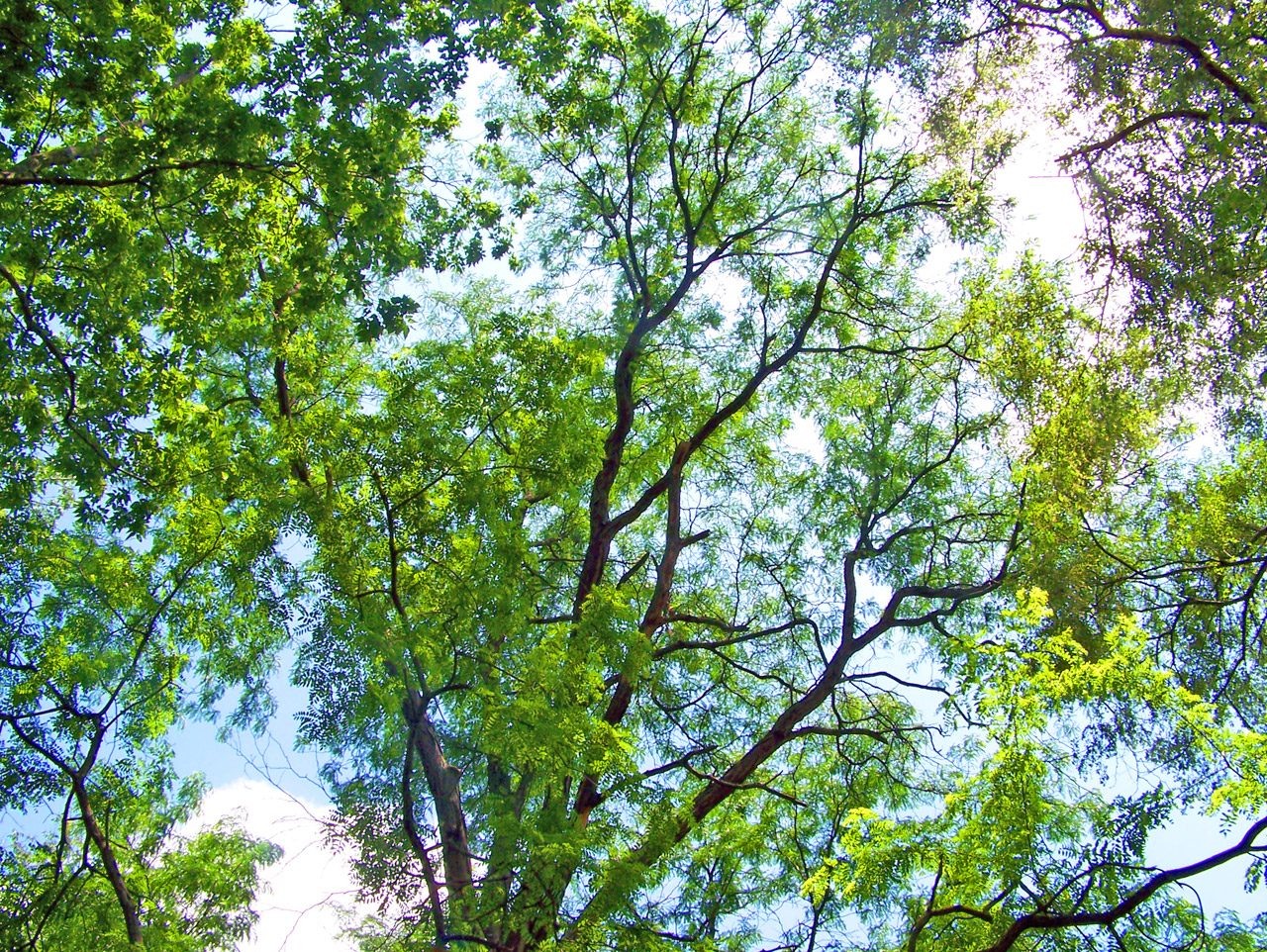 tree branches summer free photo