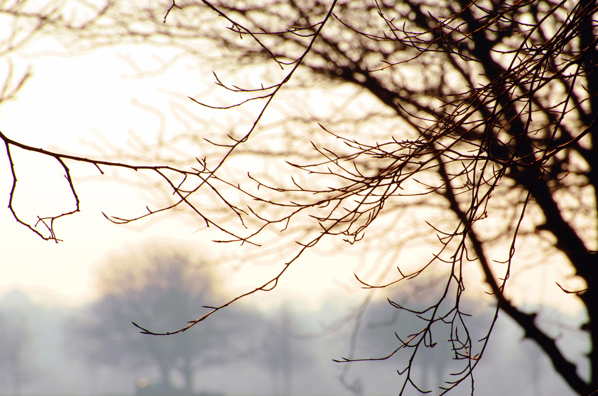 tree branch branches free photo