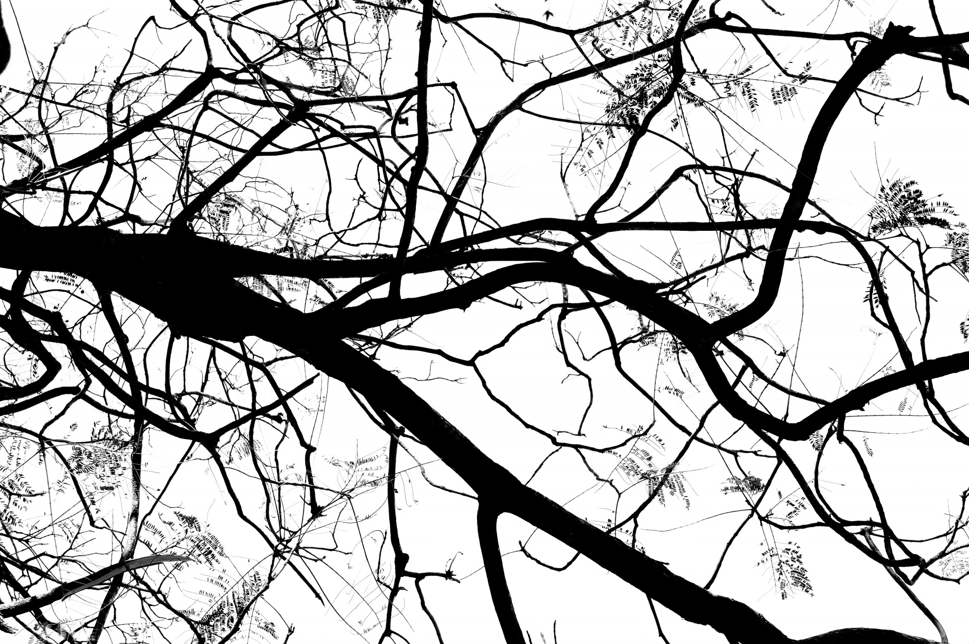 branches tree silhouette free photo