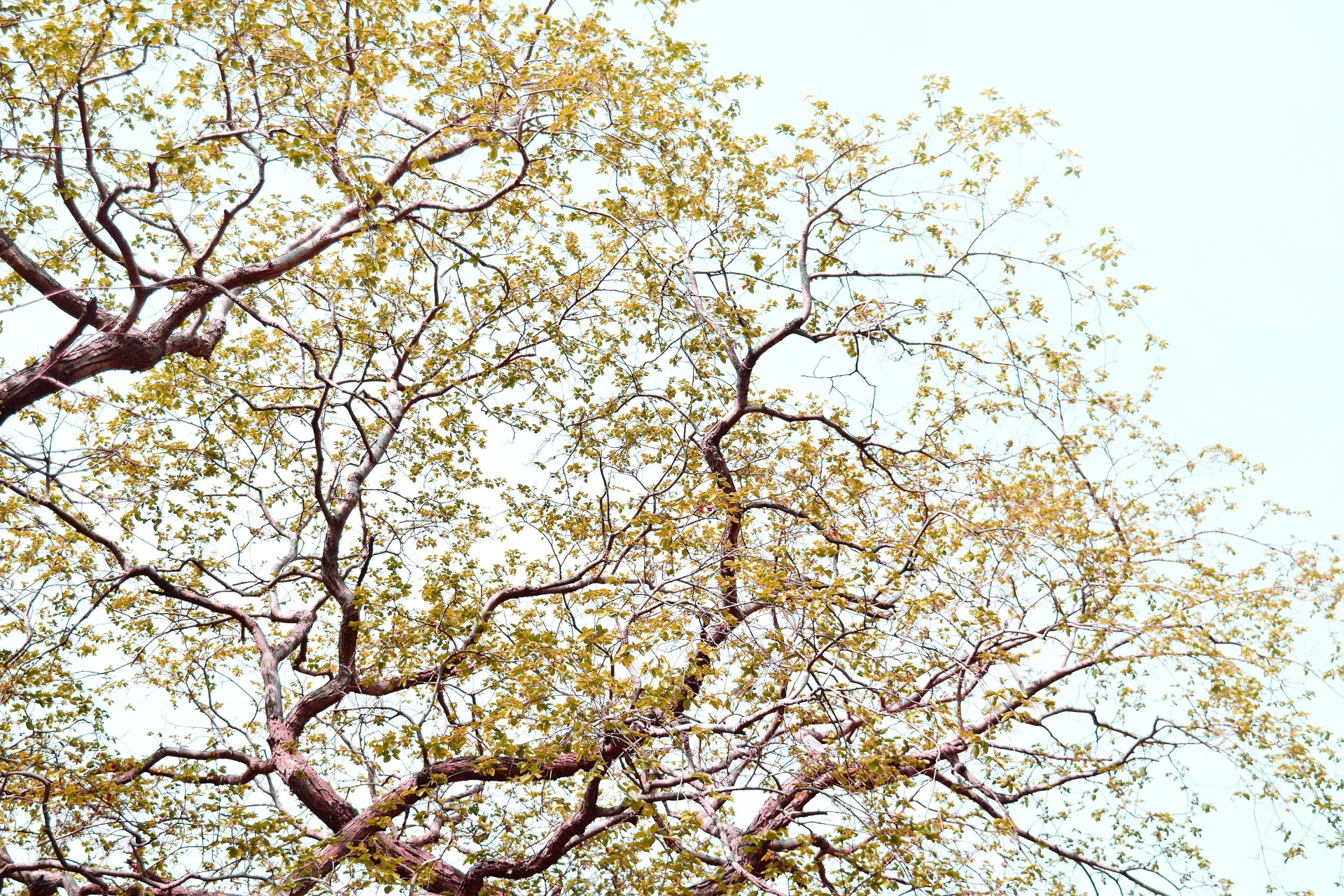 tree branches leaves free photo