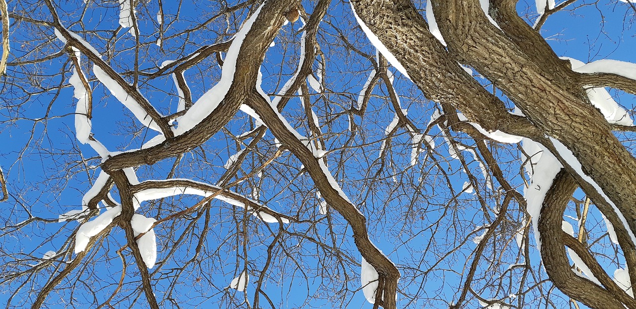 tree branches  snow on tree branches  snow free photo