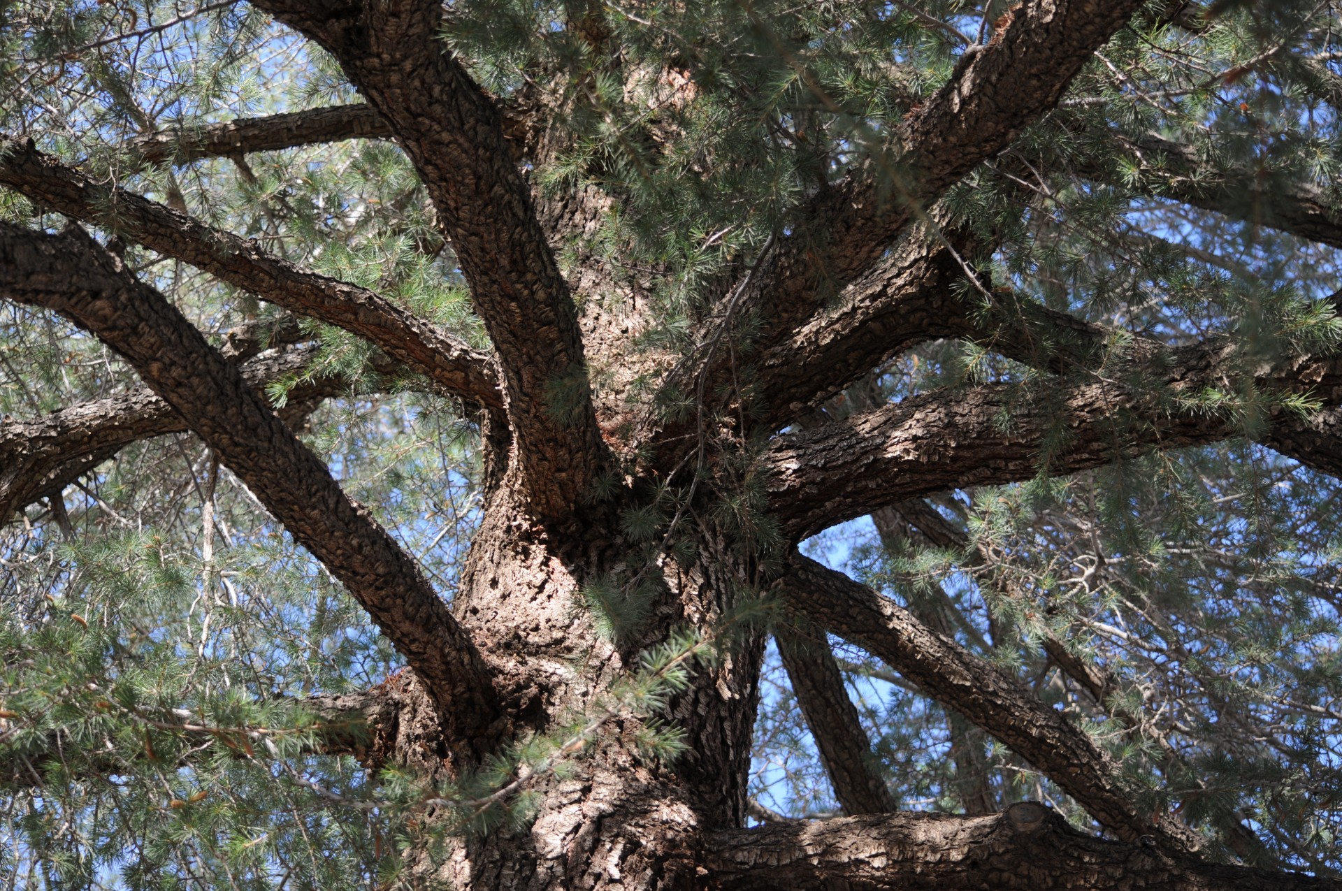 tree pine tree branches free photo