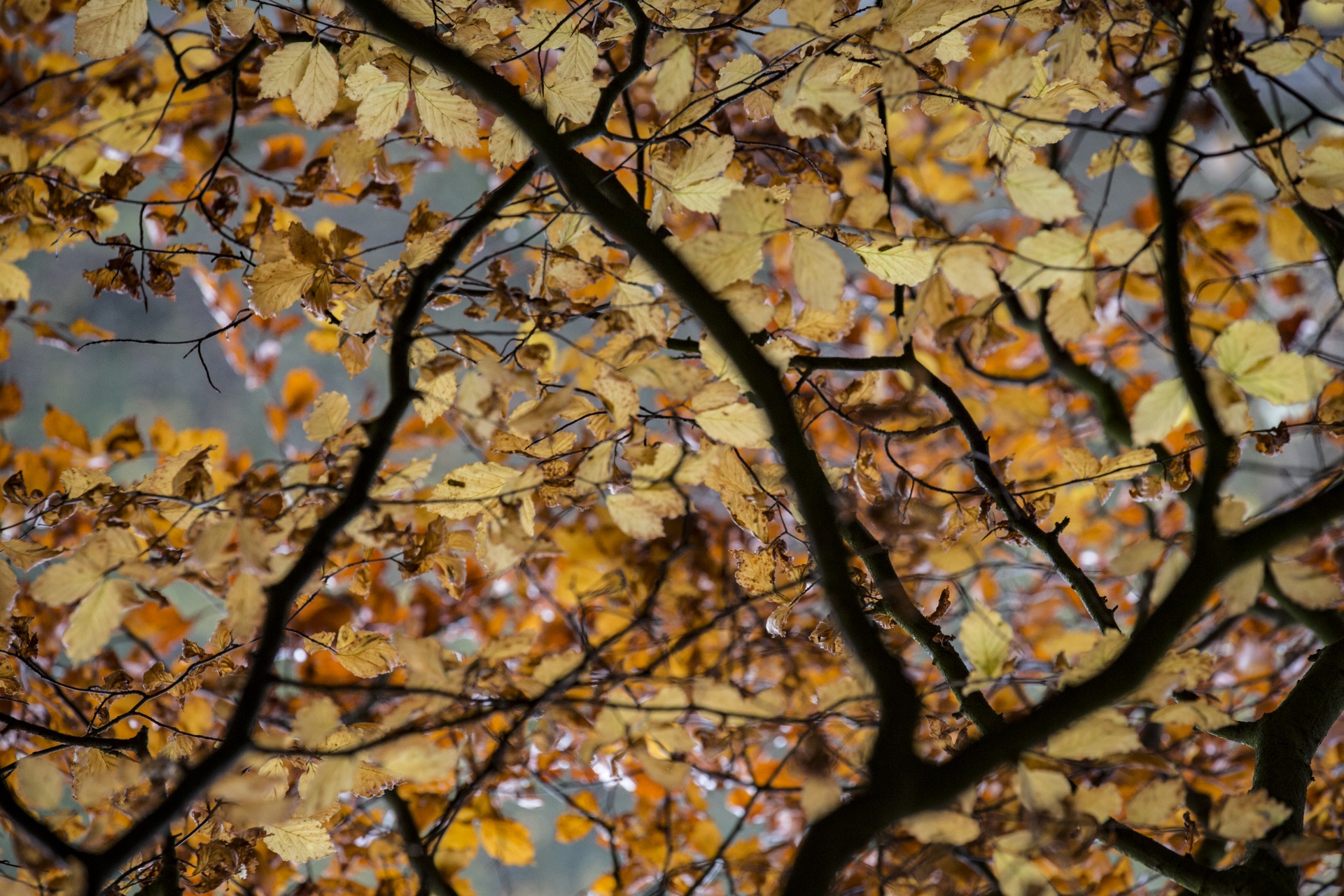 tree trees dark free photo