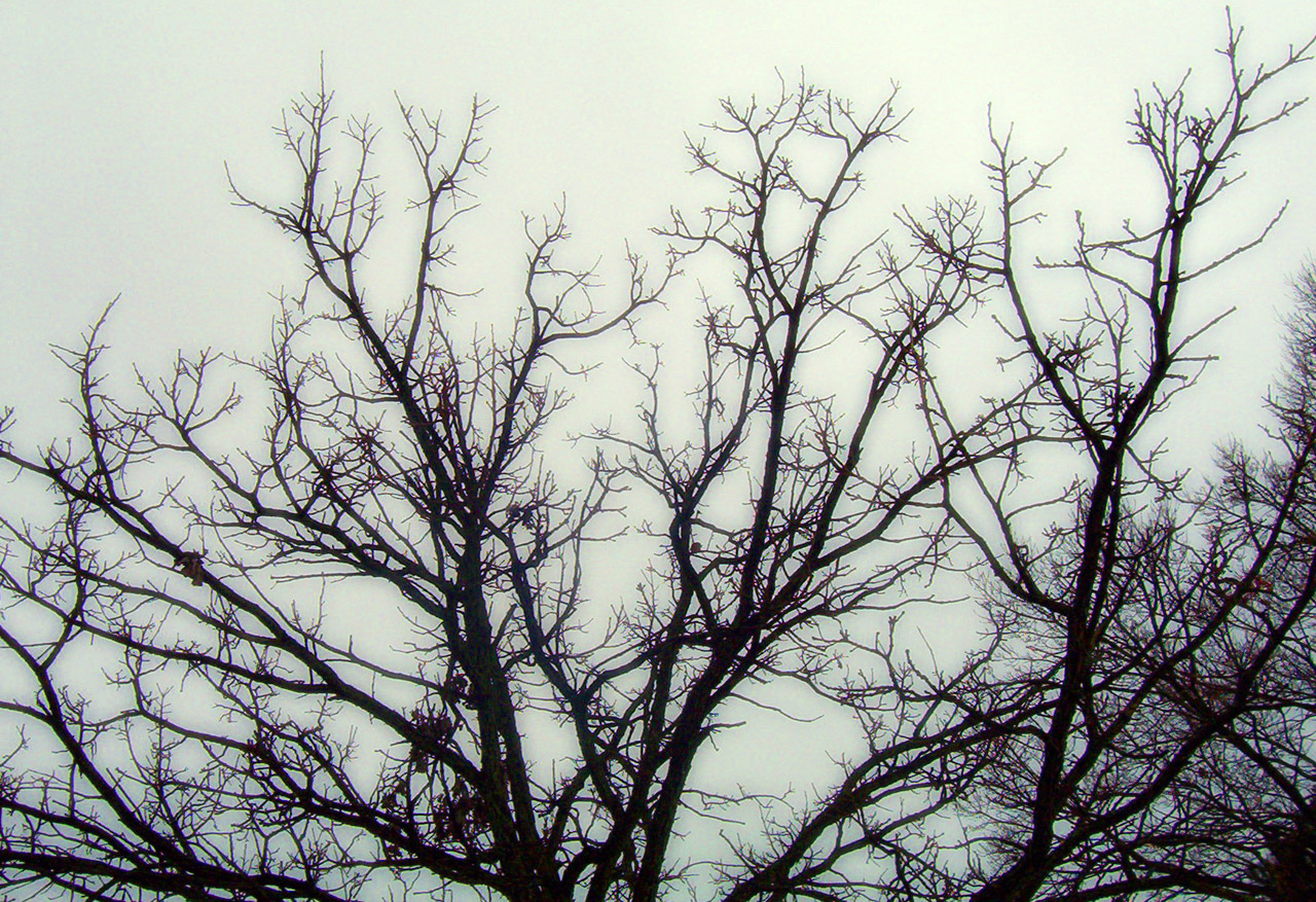 twisted tree branches free photo