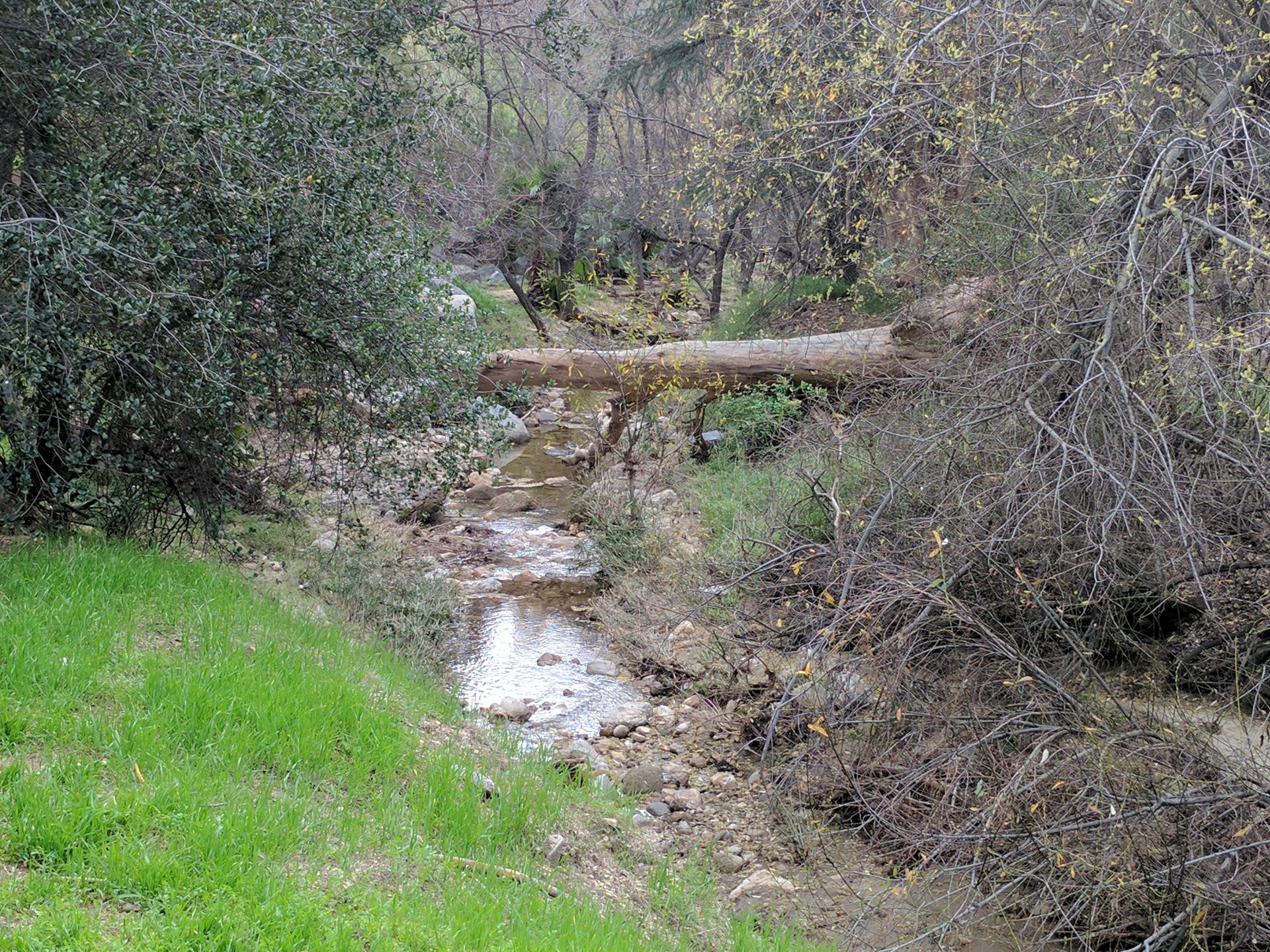 tree forest bridge free photo