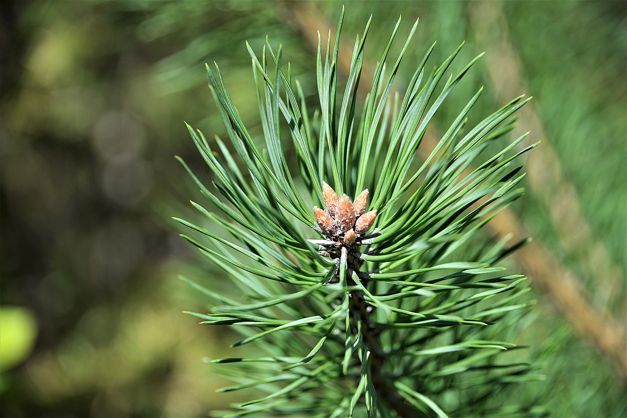 tree bud pine forest free photo