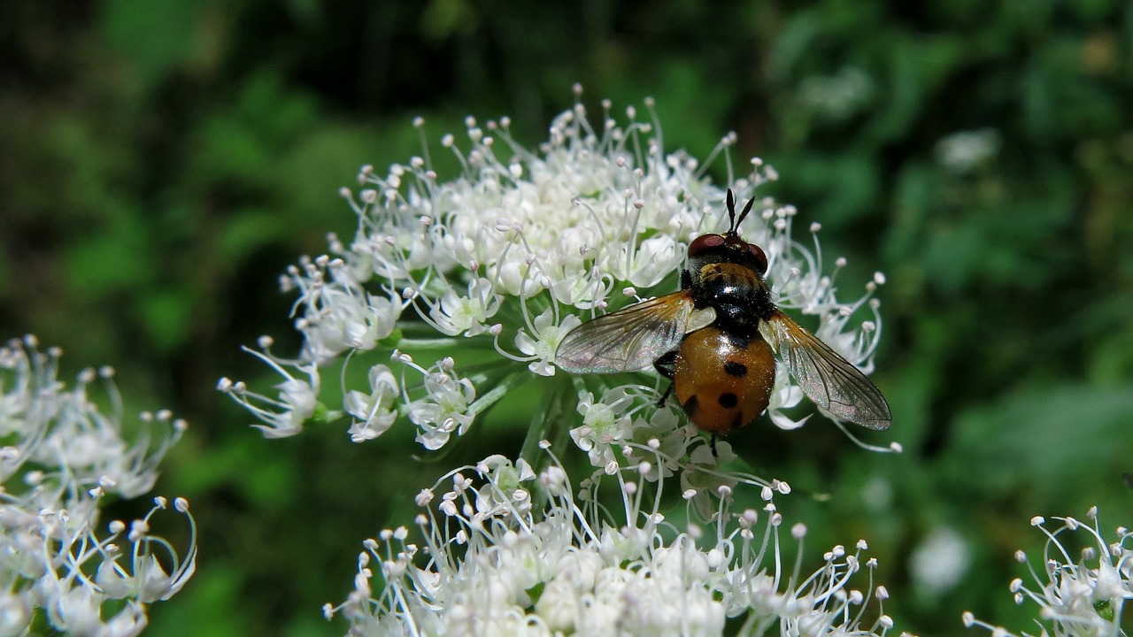 tree bugs fly predator fly nature free photo