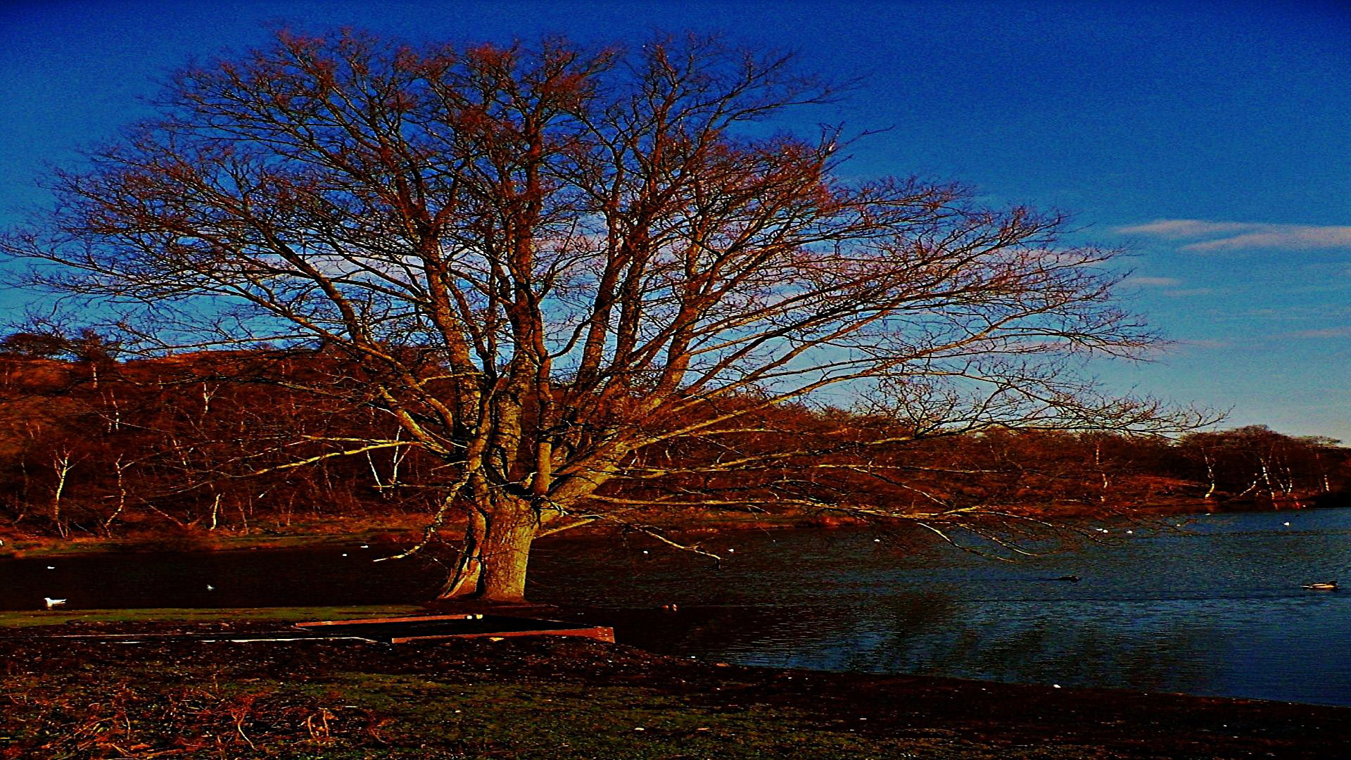 tree lake tree by the lake free photo