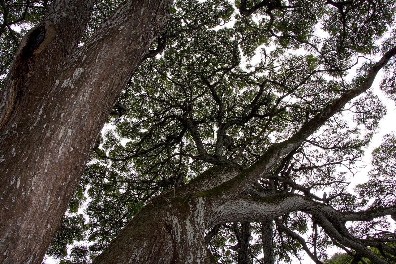 tree canopy hawaii island free photo