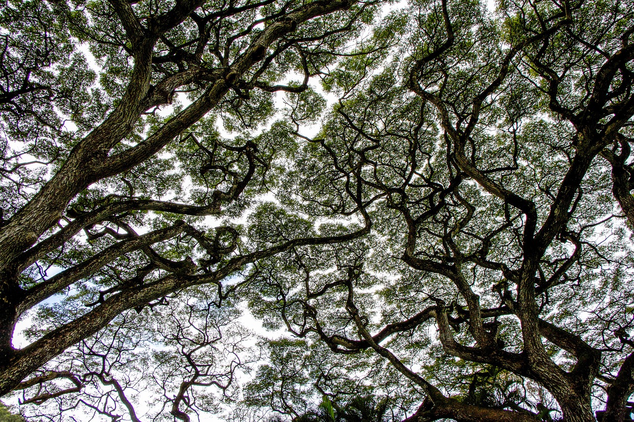 tree canopy forest nature free photo