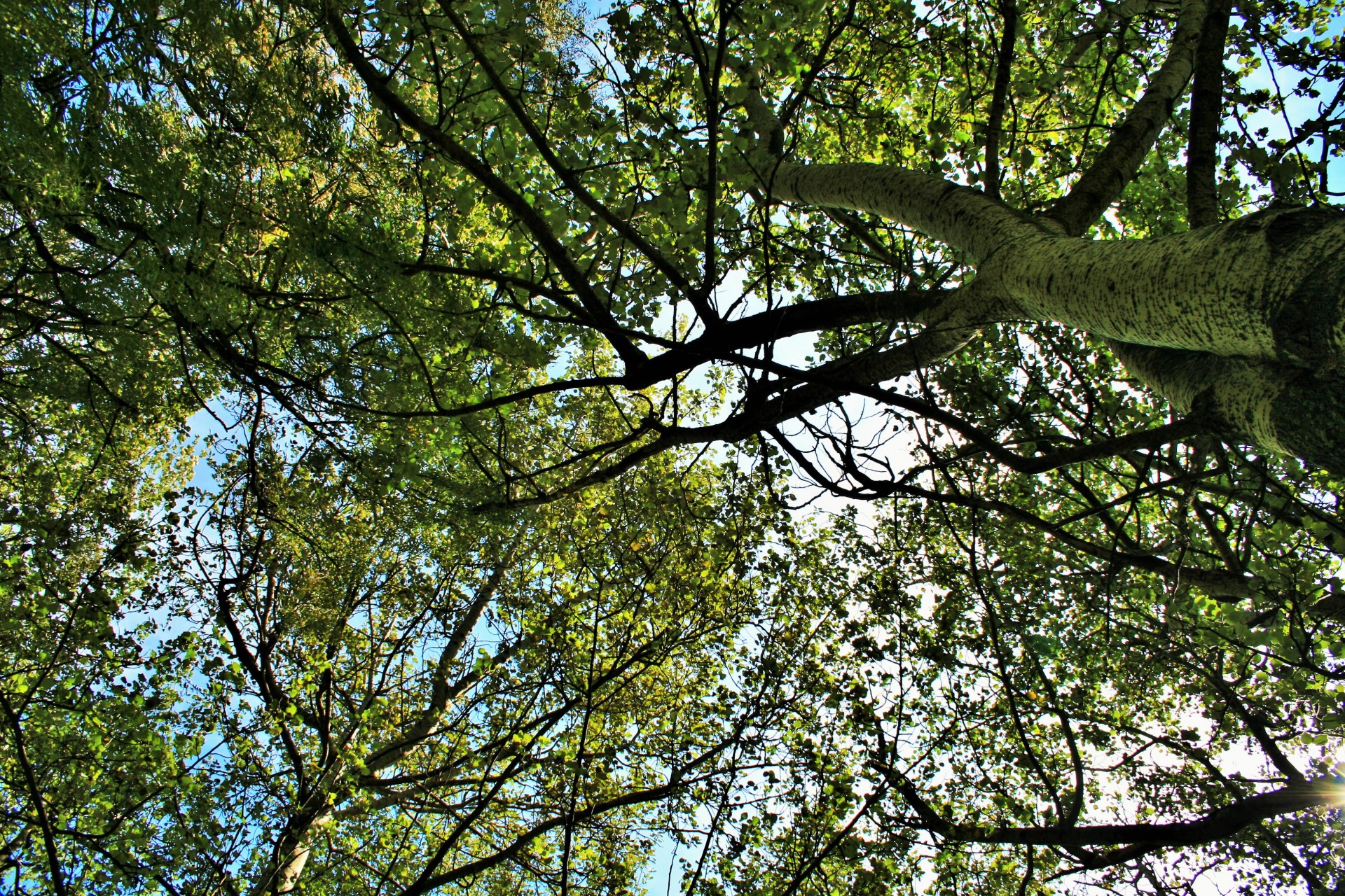 trees leaves overhead free photo