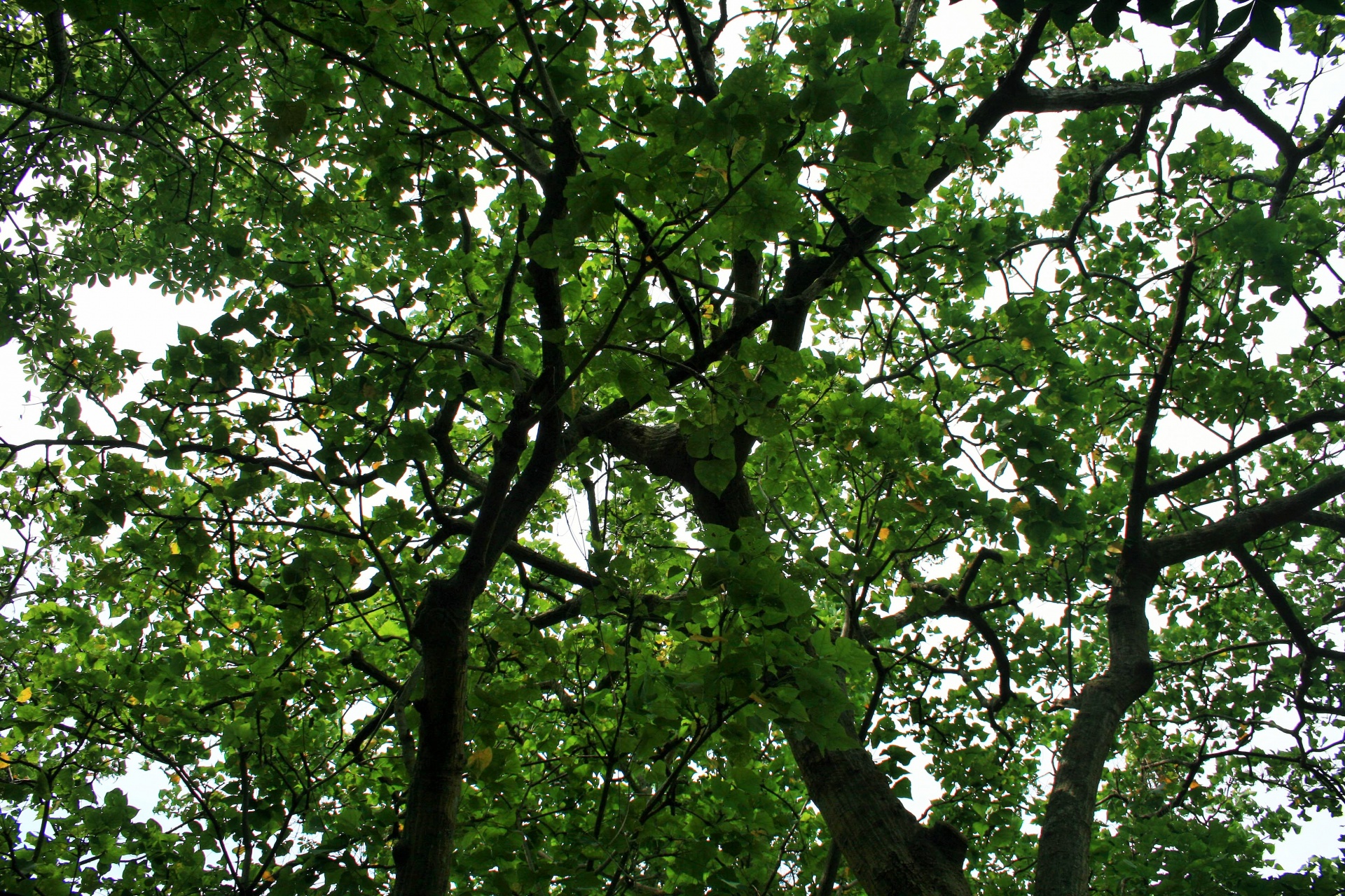 trees canopy leaves free photo