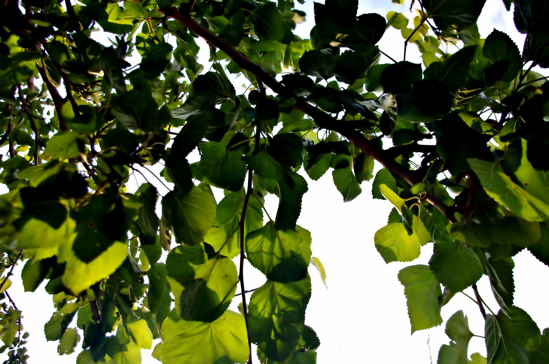 tree canopy green free photo