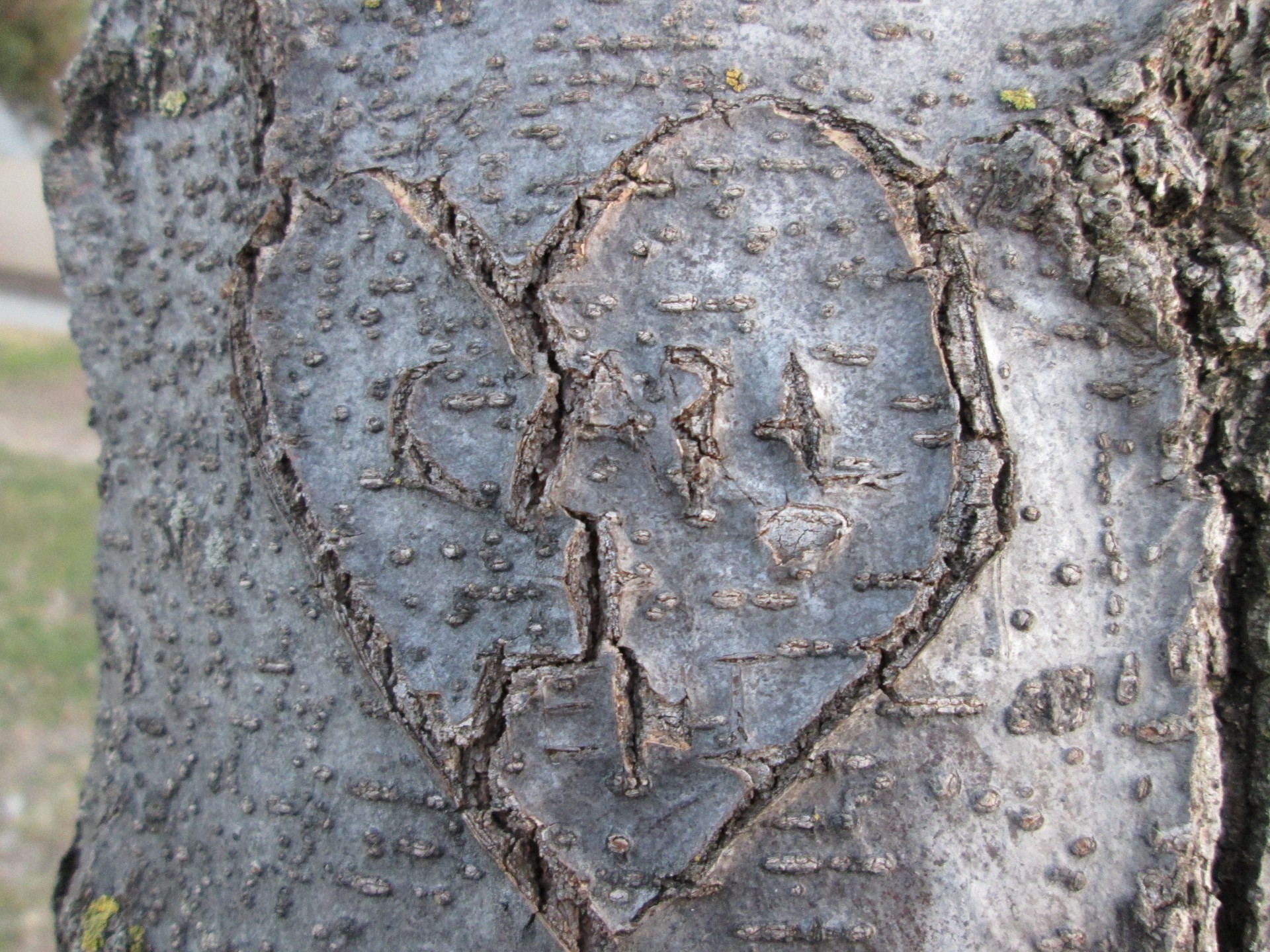 heart tree carving free photo