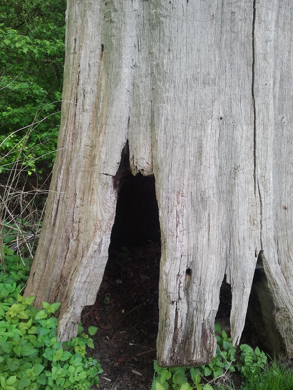 tree cave log mystical free photo