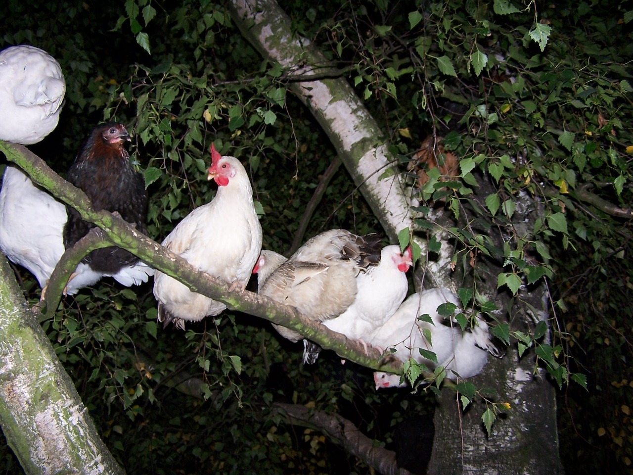 tree chicken chicken tree free photo