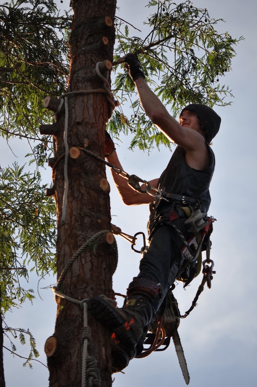 tree climber chainsaw man free photo