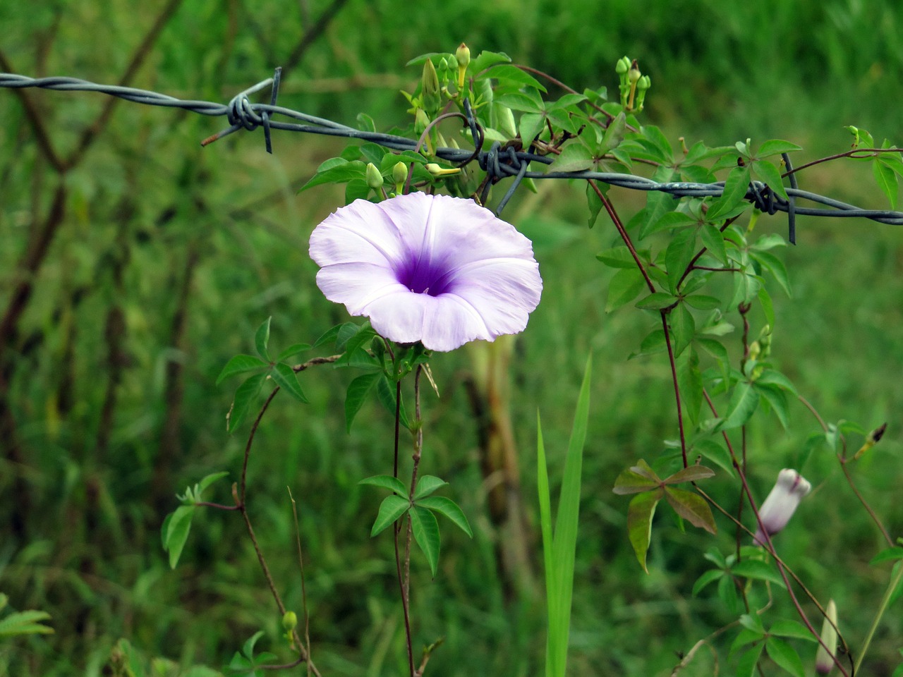 tree climbing  climbing flowers  weed free photo