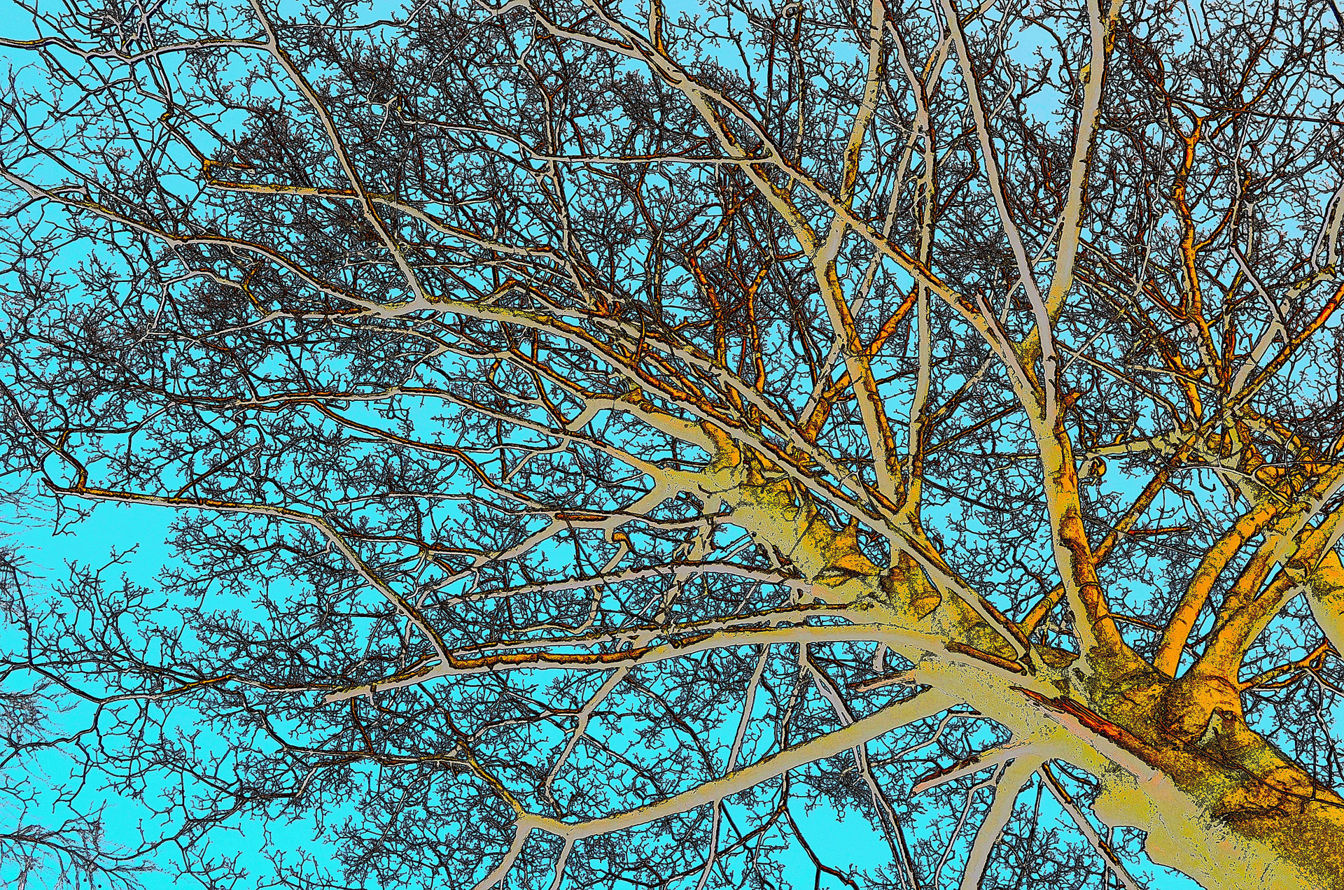 tree branches branch free photo
