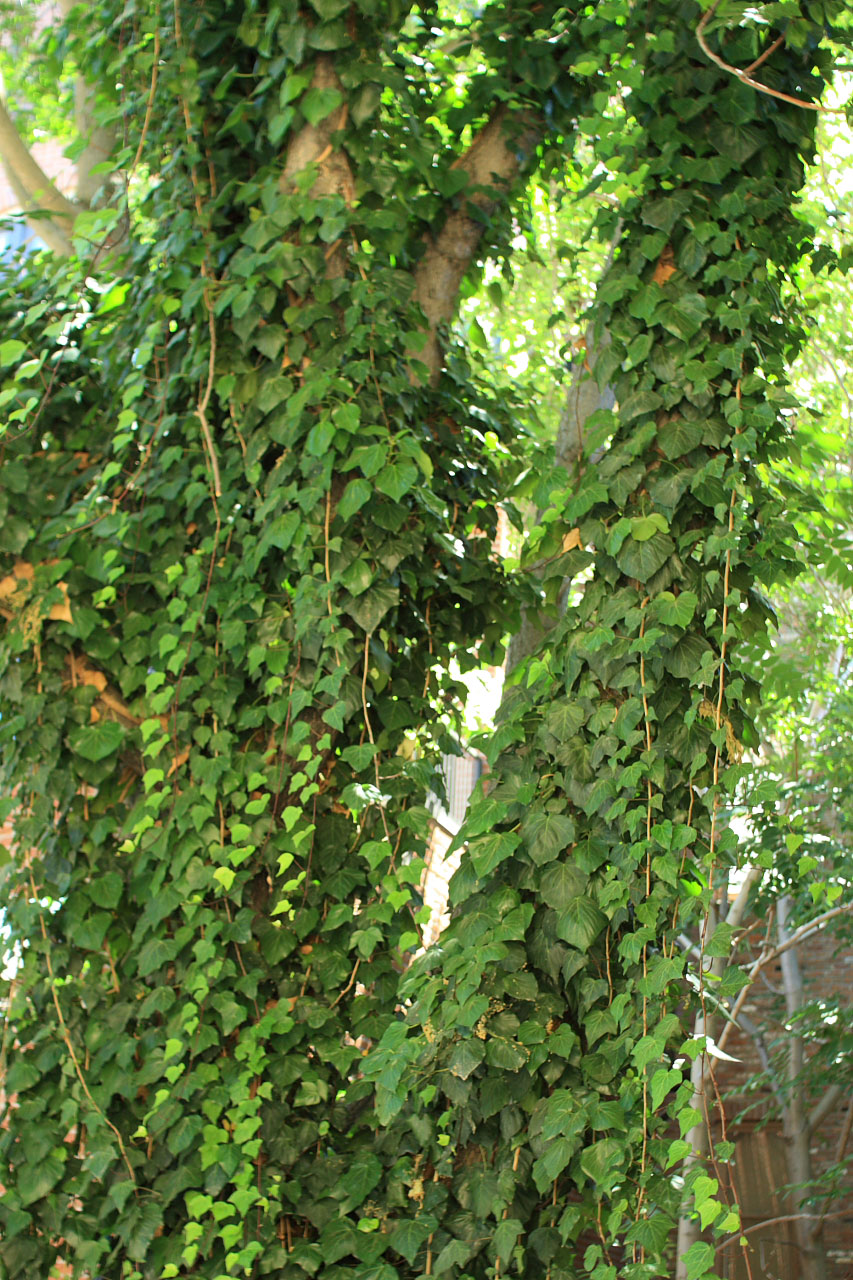 tree ivy vine free photo