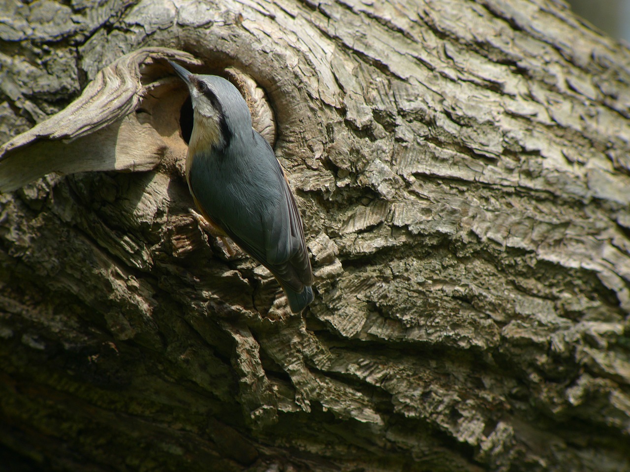 nuthatch birds gardens of hoegaarden free photo