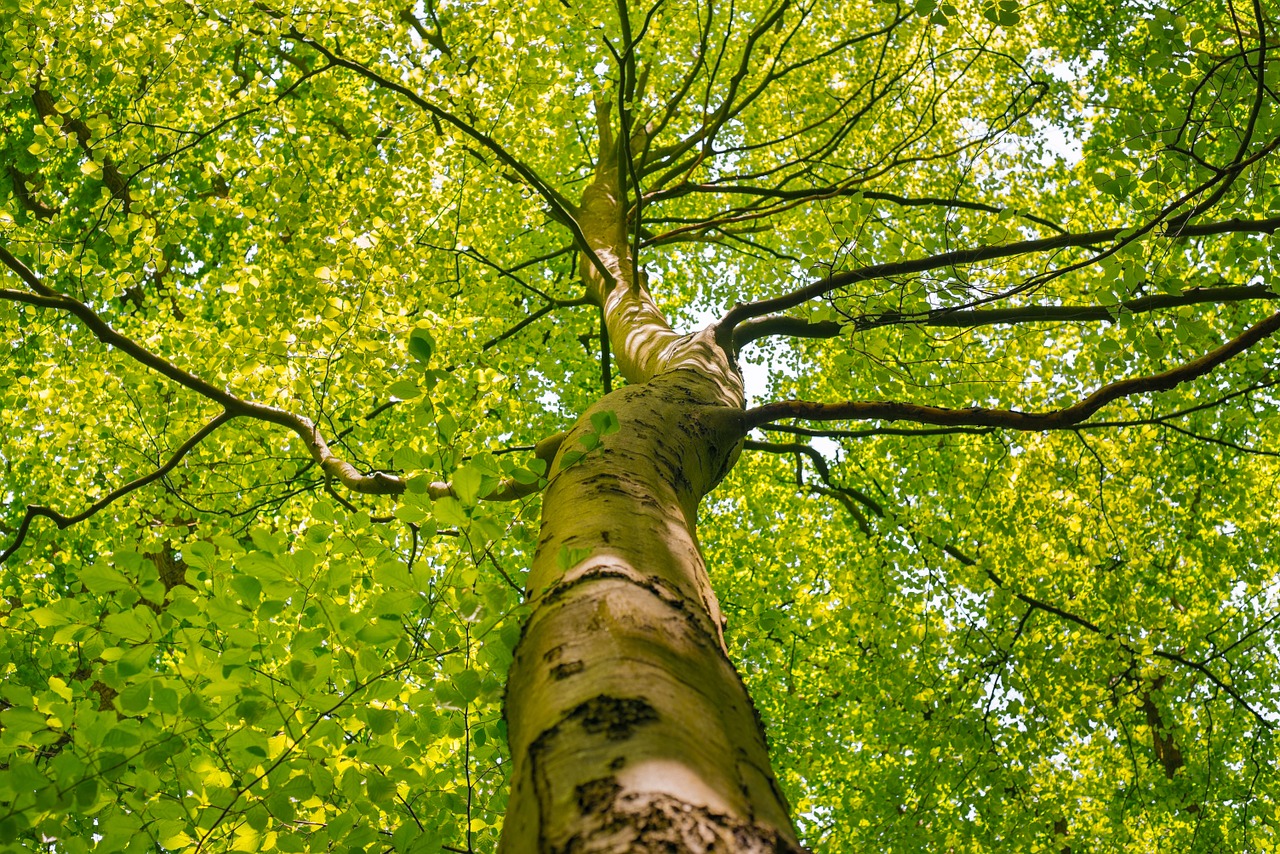 tree crown spring green free photo