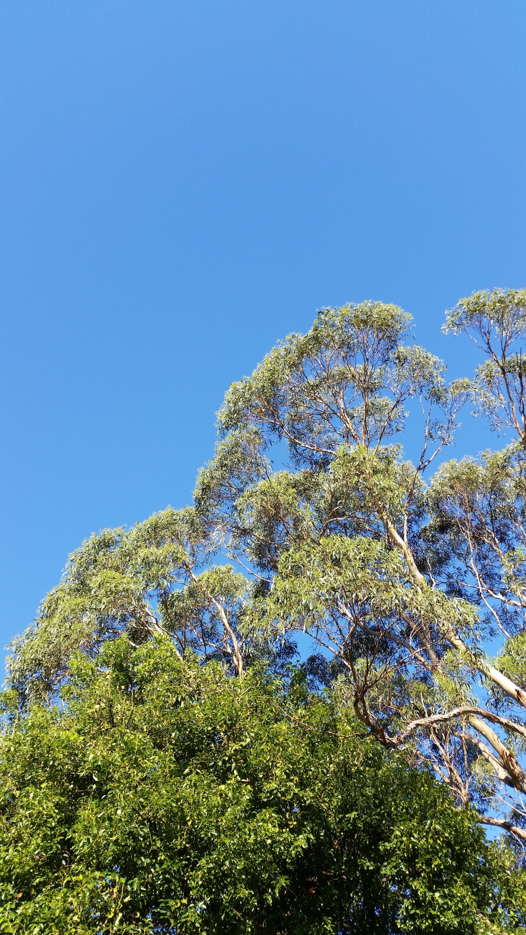 gum tree blue sky tree top free photo