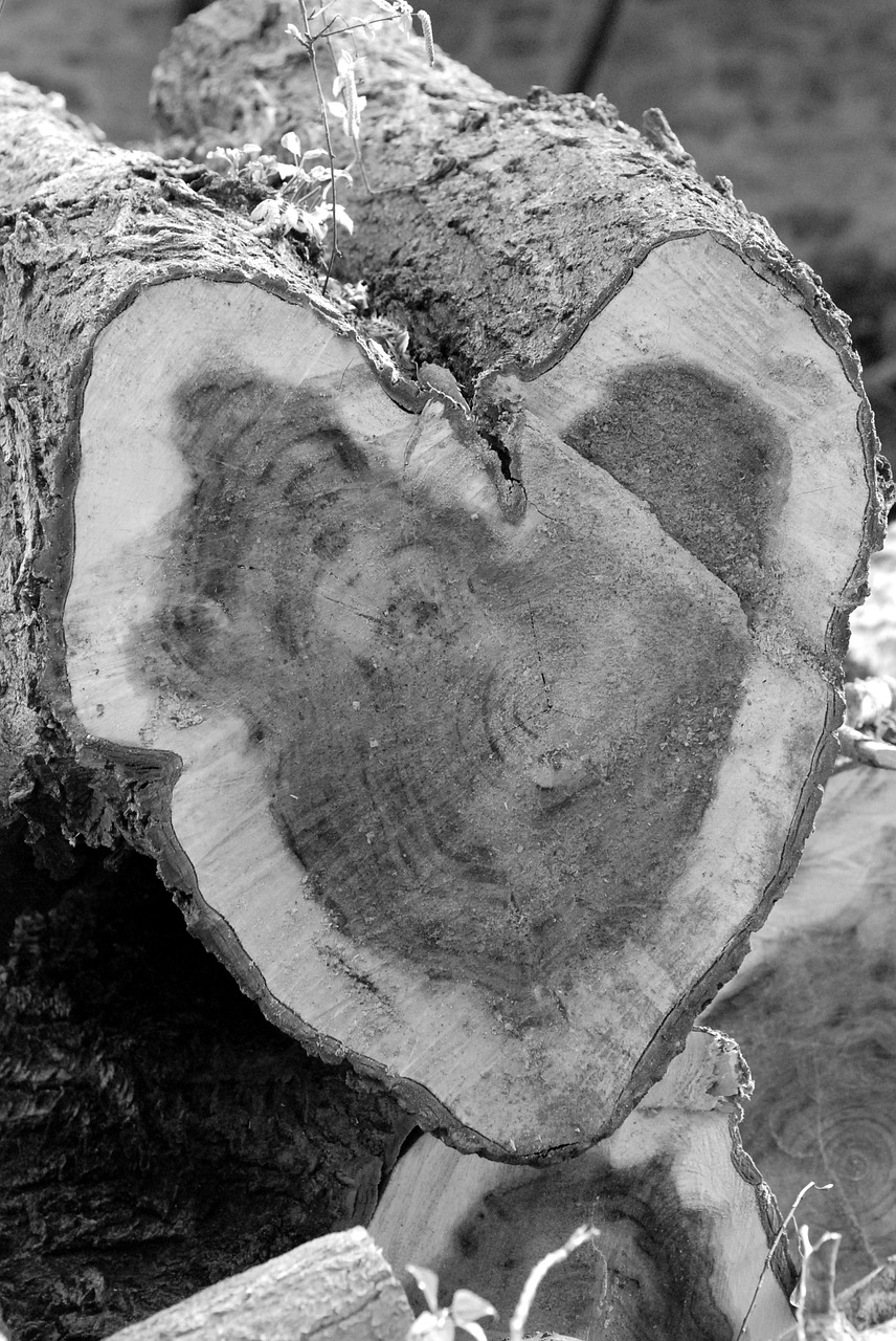 tree cut heart strain free photo