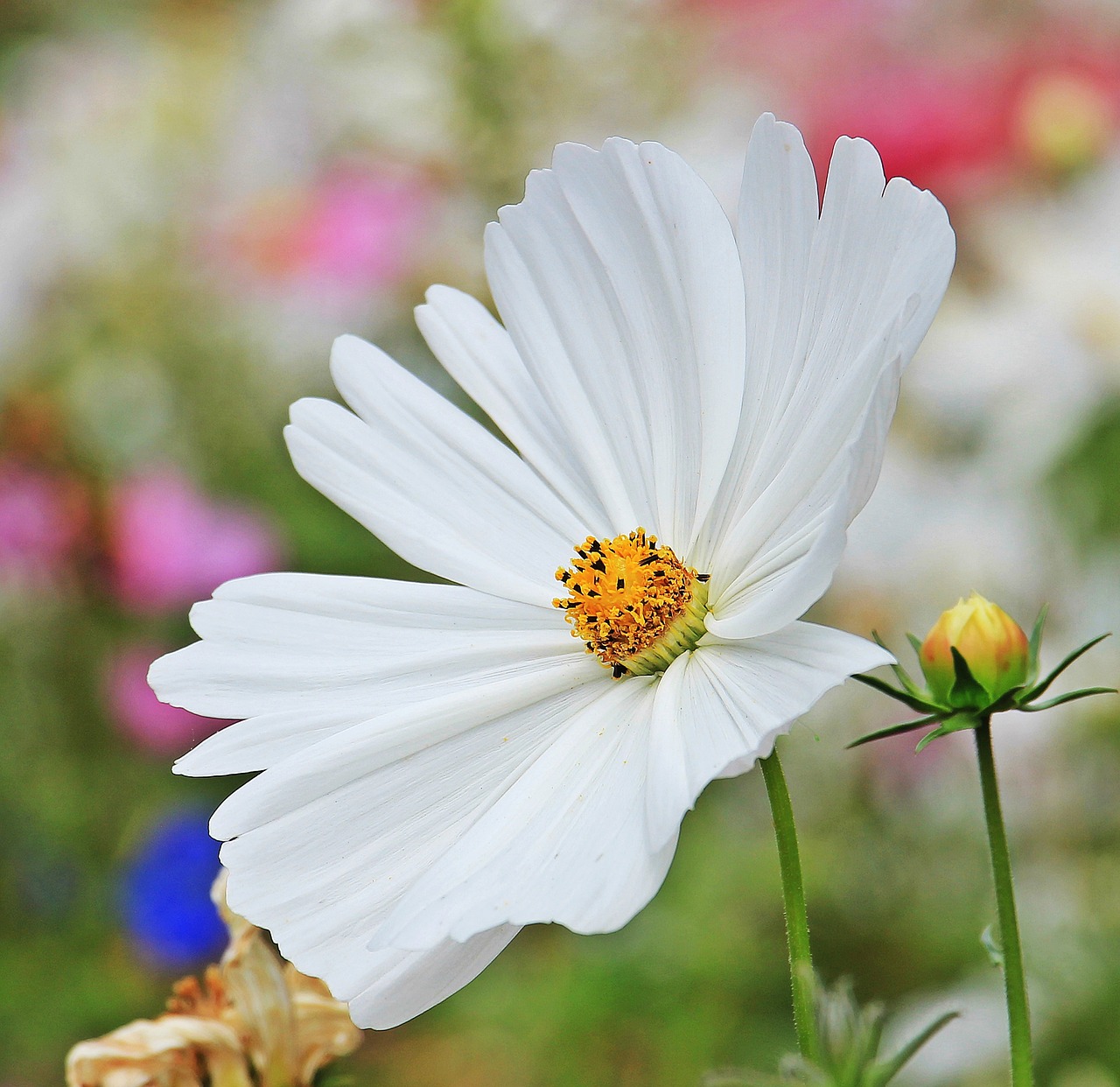 cosmos cosmea tree daisy free photo