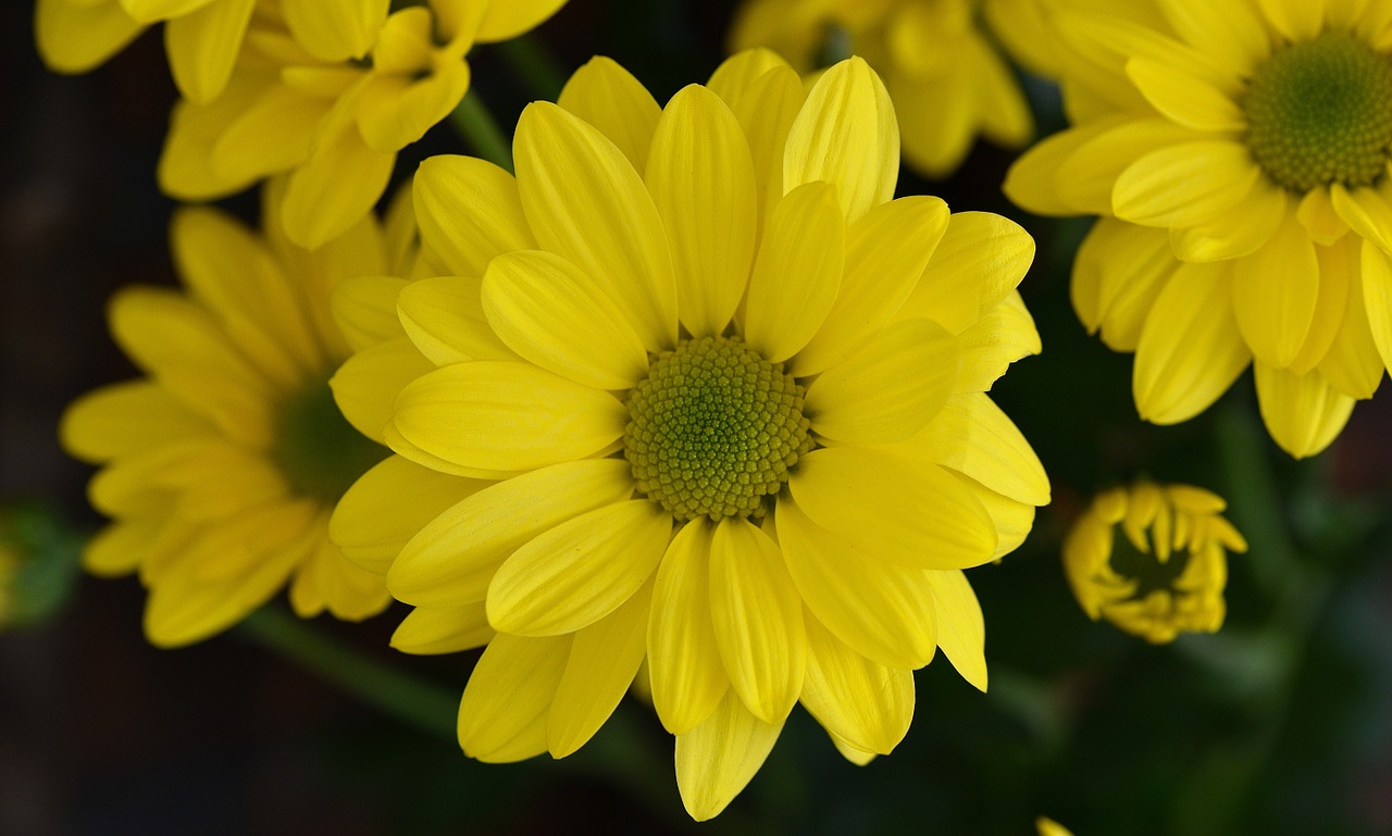 tree daisy plant flower free photo